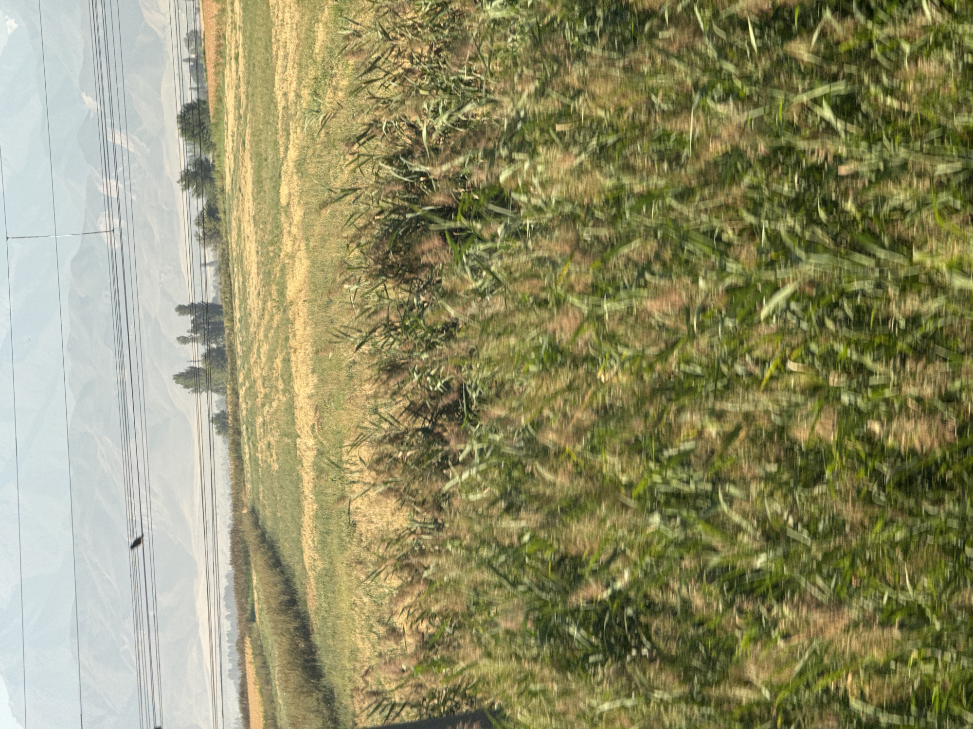 The image displays a rural landscape featuring cultivated fields and natural vegetation under a hazy sky, with mountains in the distance. In the foreground, tall green grasses with feathery tops are blurred due to motion, suggesting the photograph was taken from a moving vehicle. Behind this, a field of golden, dry stalks, likely harvested or mature crops, is visible. Further back, there are more green fields and a line of trees, including tall, slender deciduous trees and shorter, broader ones. The background consists of layered, subdued mountains with some evidence of human infrastructure, such as power lines and poles running horizontally across the frame. A single bird is perched on one of the power lines. The scene is bathed in natural daylight, with a soft, diffused quality. The location is identified as Sotsial, Kyrgyzstan.