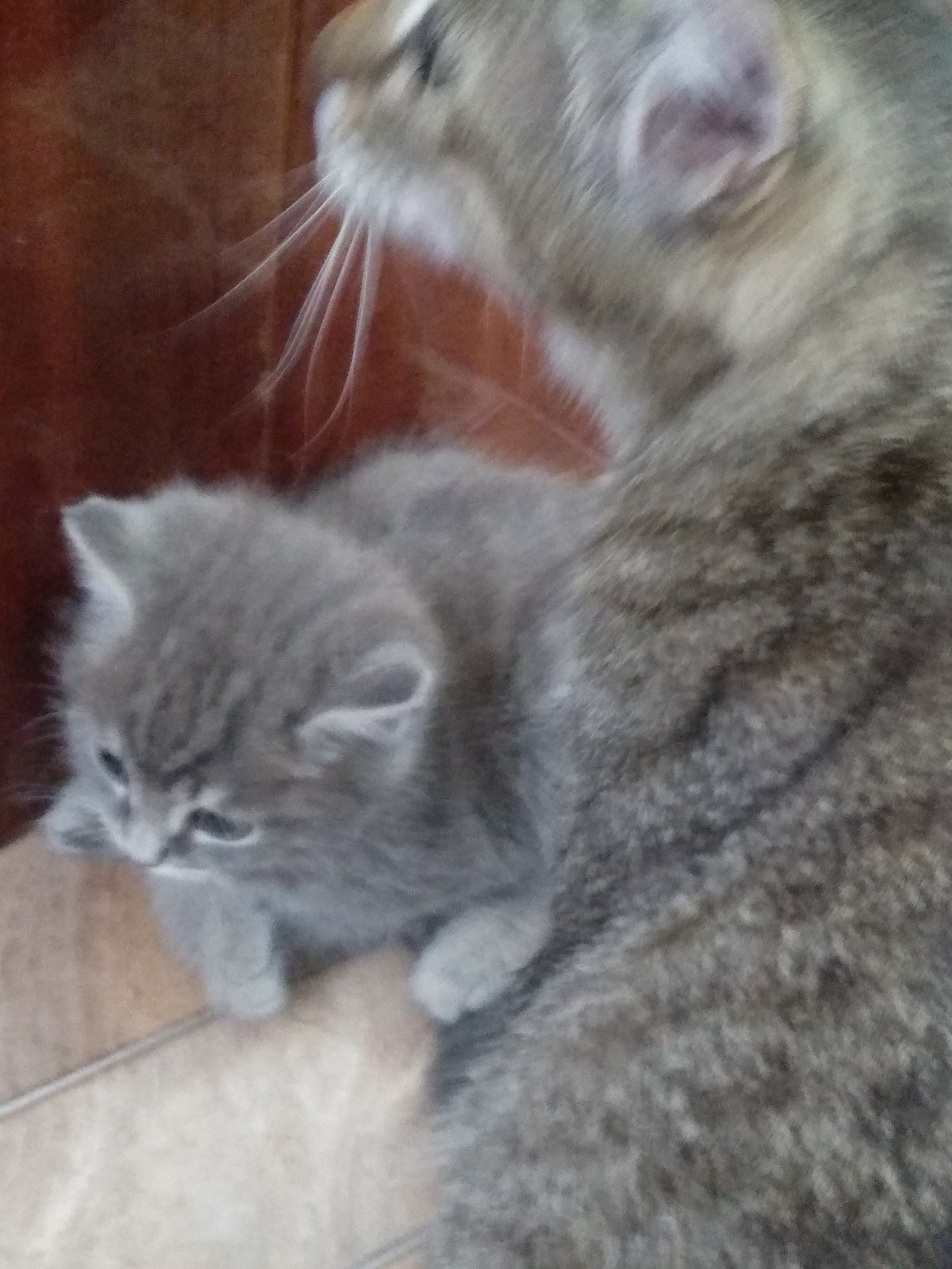 The image shows a close-up of two cats, one adult and one kitten, in what appears to be an indoor setting. The adult cat, larger and with tabby markings, is on the right, partially out of focus. The kitten, a small grey cat with a fluffy coat and large ears, is positioned to the left and in clearer focus. The kitten is looking downwards and to the left. The background is a warm, brown textured surface, possibly a wall or furniture. The floor tiles are visible in the foreground, with a beige and brown color scheme. No specific location within the city of Osakarovka, Kazakhstan can be identified from the image.