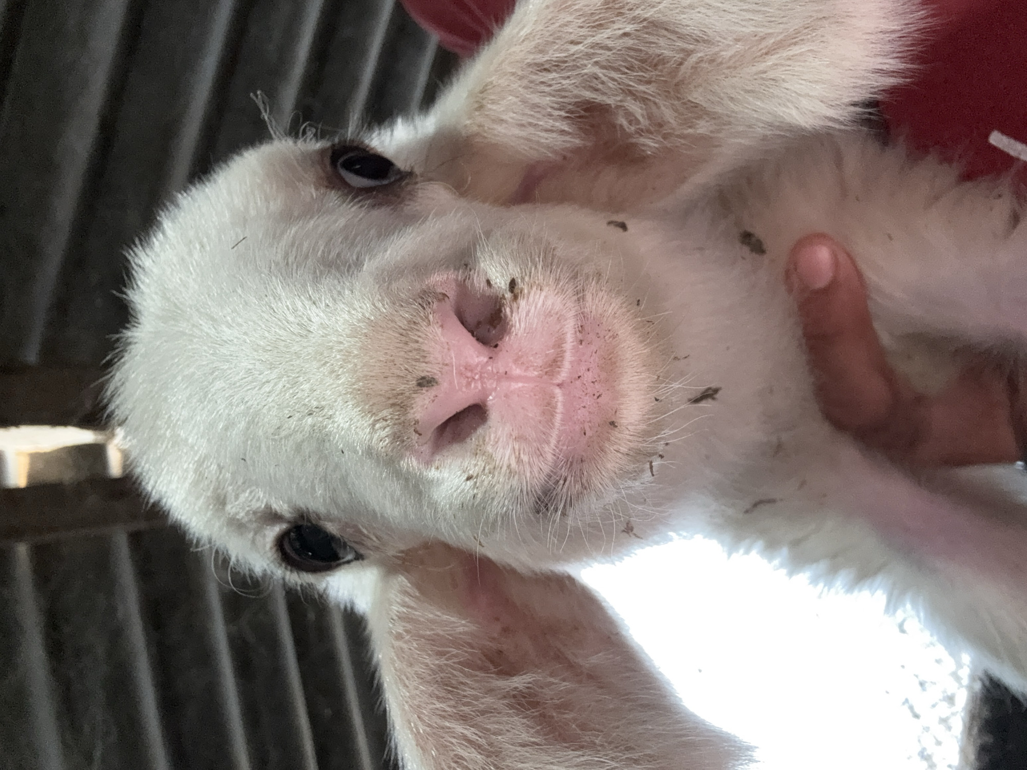 A close-up, eye-level shot captures the face of a young lamb, possibly in a barn or enclosure, located in Tankovo, Bulgaria. The lamb's face is predominantly white, with large, dark eyes and prominent, floppy ears. Its nose is pink and slightly wet, with visible dirt and debris clinging to its fur around the snout and cheeks. The lamb appears to be held by someone, as a human hand is visible supporting its body. In the background, horizontal metallic or wooden slats create a darkened, textured environment, suggesting an indoor setting. The lighting is somewhat harsh, with a bright light source to the left, casting highlights on the lamb's fur and illuminating its ears. The overall impression is of a candid, intimate portrait of a young animal in its agricultural surroundings.