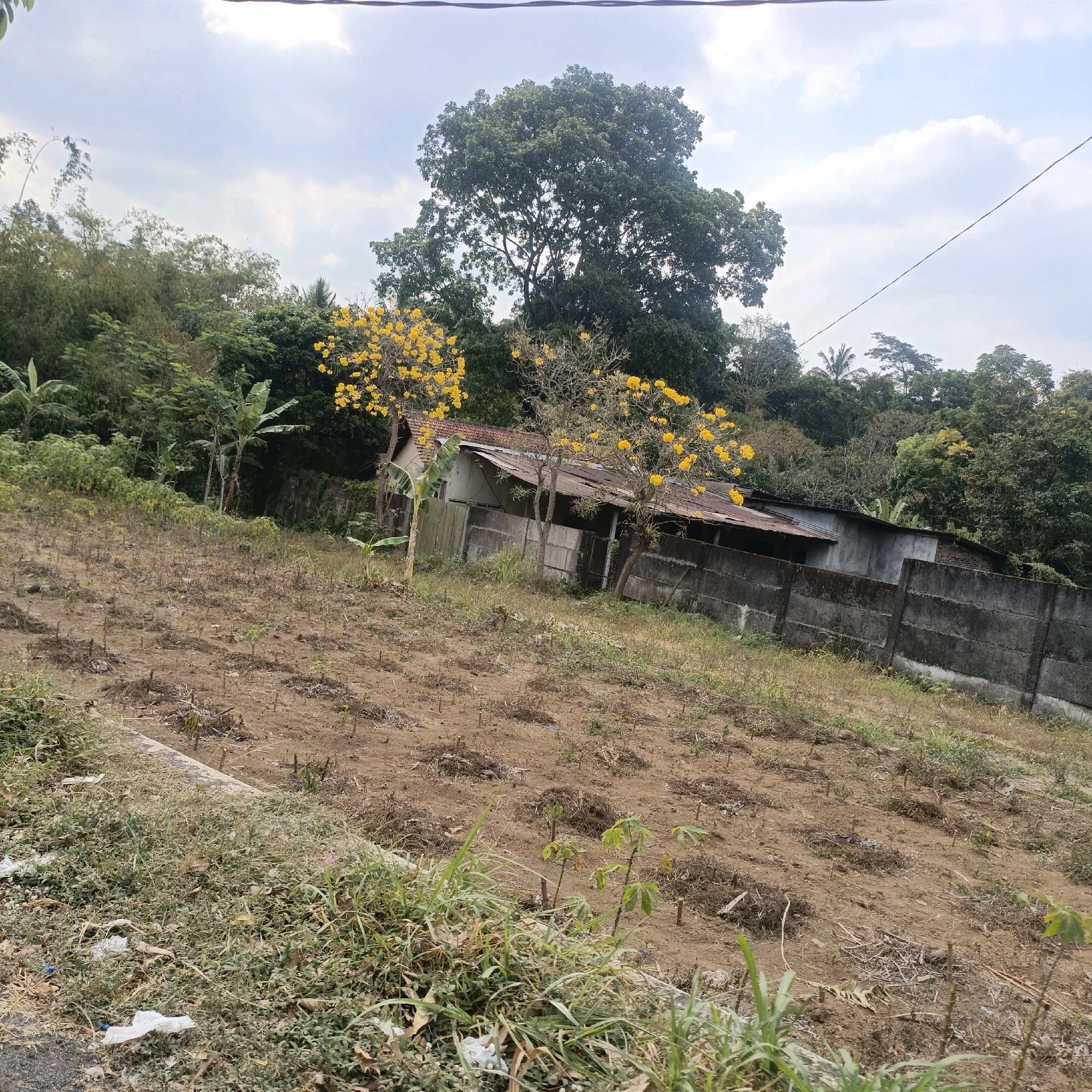 The image shows a hillside property in Salatiga, Indonesia, with a partially cleared area in the foreground where small plants are emerging from the dry, brown soil. Scattered, dead plant matter is also visible. A concrete wall runs along the mid-ground, separating the cleared area from a section with more vegetation and a cluster of simple buildings with corrugated metal roofs. Two trees with bright yellow flowers stand between the cleared area and the buildings. In the background, lush green trees cover the rolling hills under a cloudy sky. A power line stretches across the top of the frame.