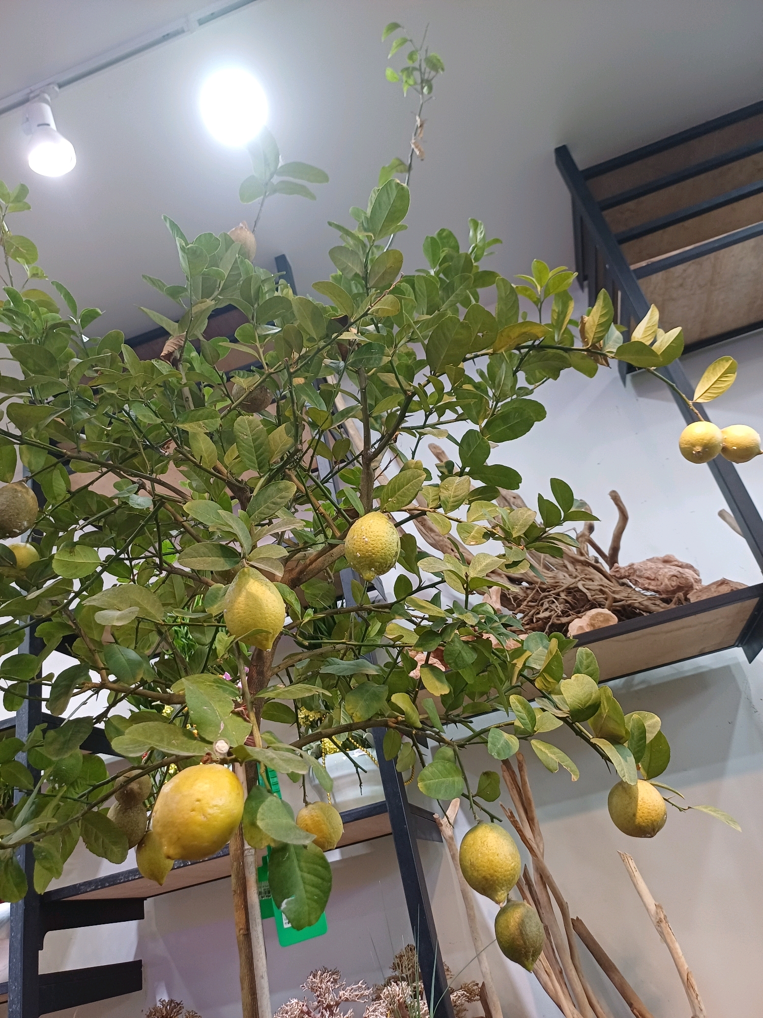 A lemon tree with ripe yellow lemons is displayed indoors, possibly in a commercial setting like a plant shop. The tree has green leaves and several fruits hanging from its branches. In the background, there are shelves with decorative items, including driftwood and stones, and industrial-style shelving units. Two bright LED lights are visible on the ceiling, illuminating the scene. The image is shot from a low angle, looking up at the tree. The setting does not provide any specific clues about its location in Kuala Lumpur, Malaysia.