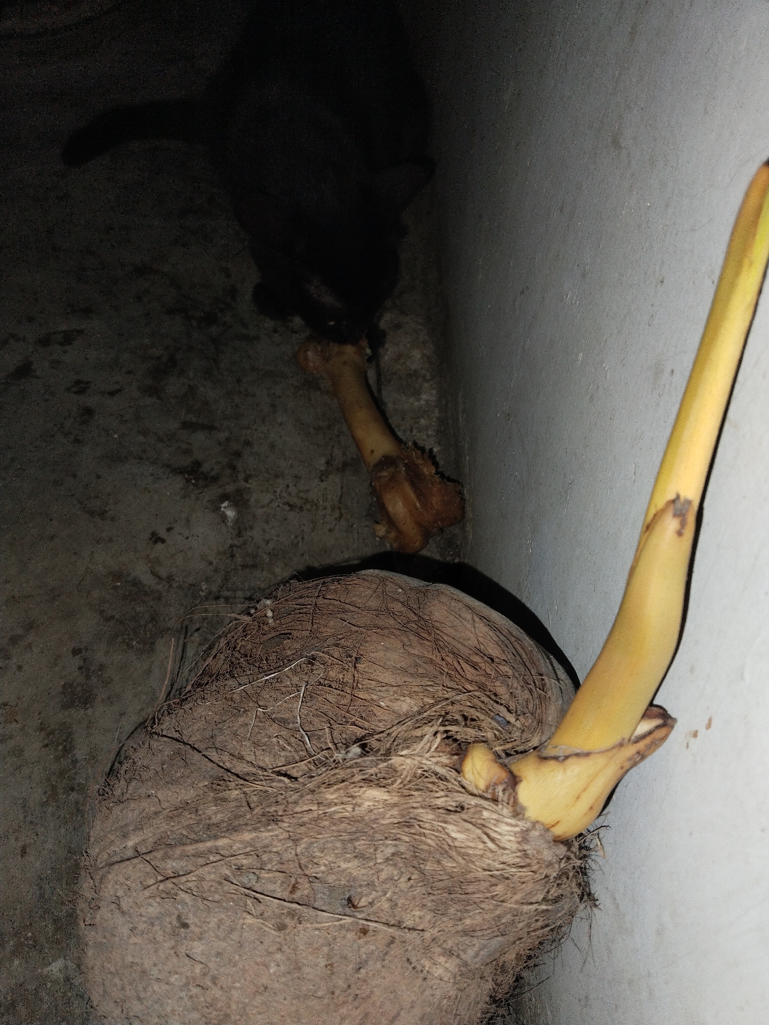 A high-angle shot shows a coconut sprouting a yellow shoot, positioned next to a white wall. A dark object, potentially an animal, is partially visible in the top left corner near a bone. The setting appears to be an indoor corner or space, with a dim and undefined background.