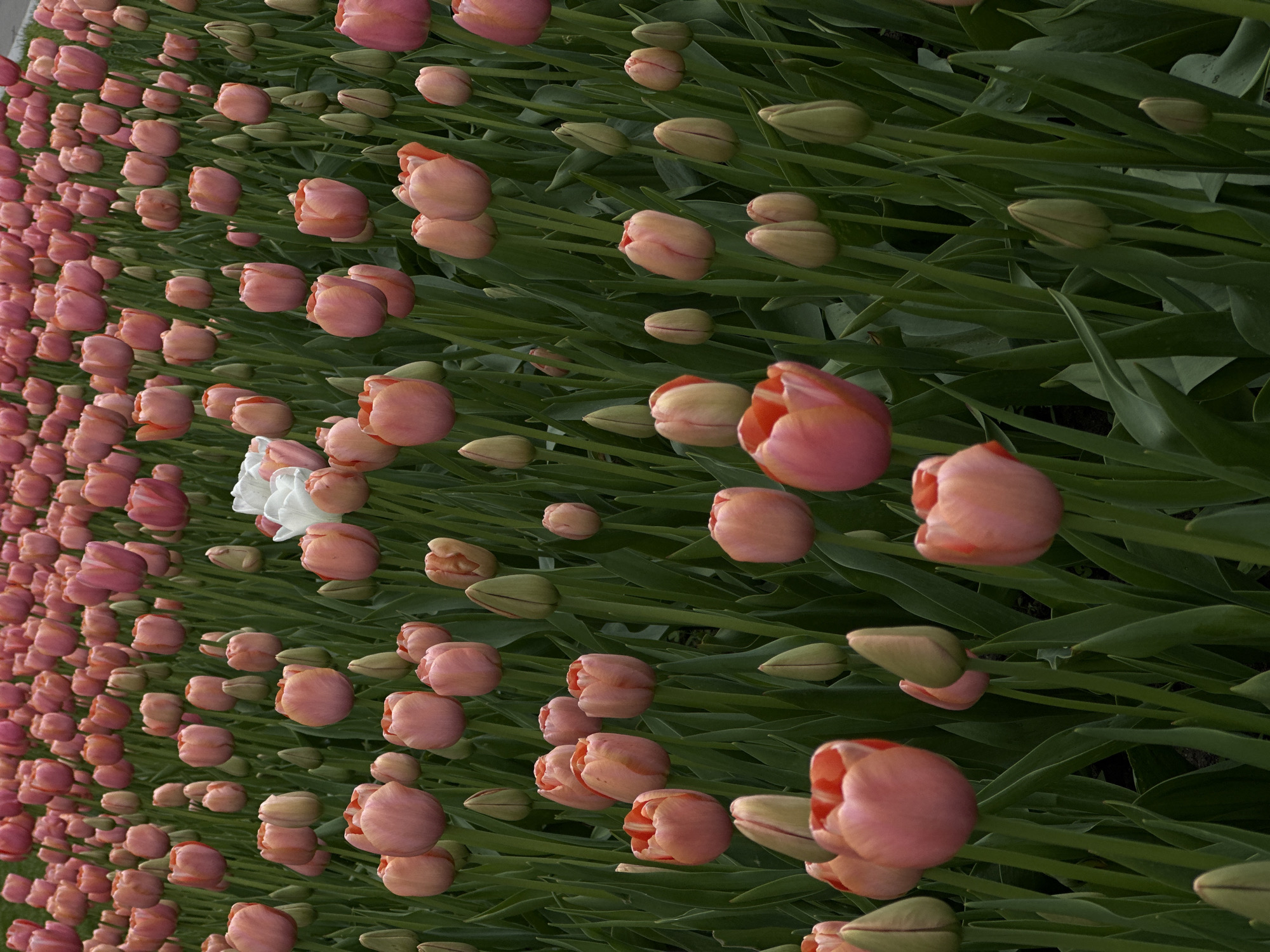 The image depicts a field of pink tulips in an unidentified city. The flowers are densely packed with closed, green buds scattered amongst the open blooms. A single white tulip stands out among the pink flowers. The background consists of green leaves and stems.