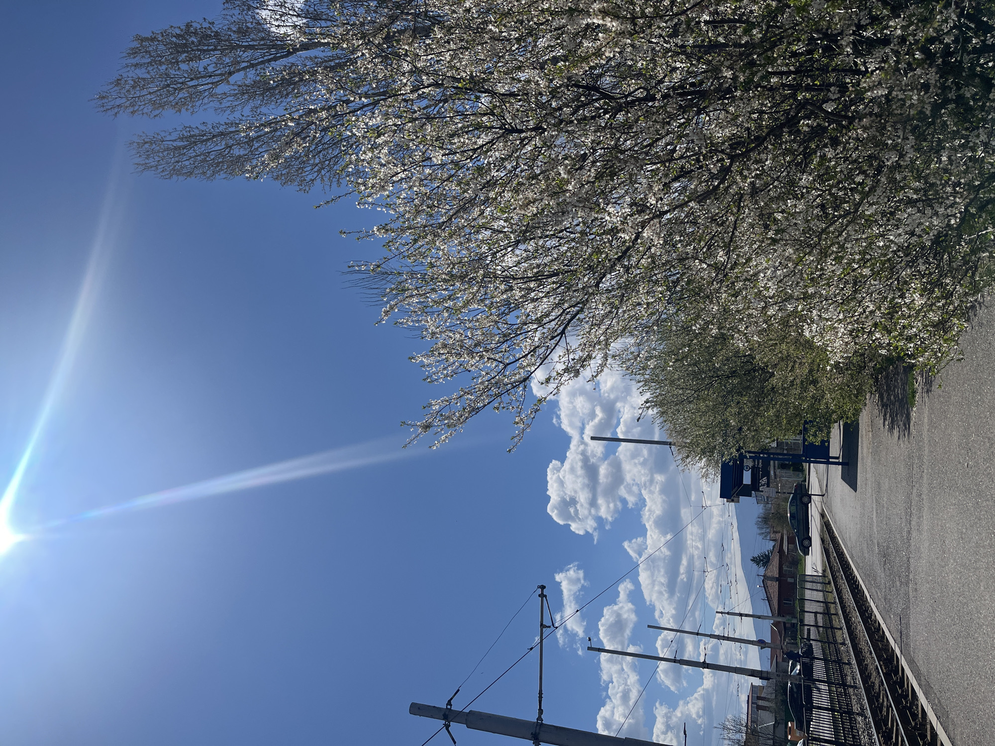 The image shows a street scene in Sofia, Bulgaria on a sunny day with blue sky and clouds. A tree with white blossoms dominates the top right of the frame. Beneath the tree is a paved area that looks like a sidewalk or platform alongside a railway track. Electrical poles and wires for the train are visible against the sky and clouds. Some buildings and houses are seen in the background, indicating an urban or suburban environment. The sun is positioned on the left side of the image.