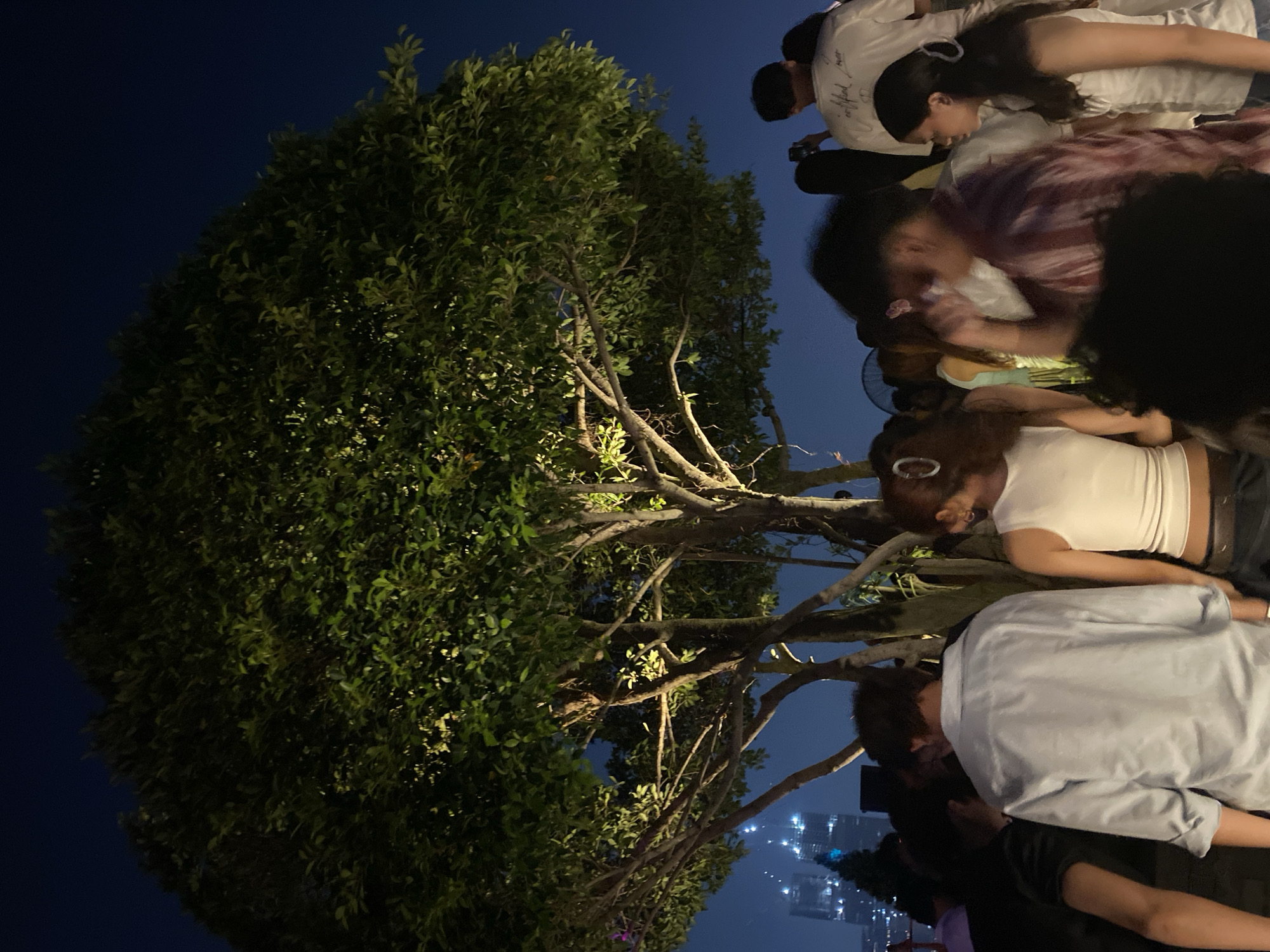 An overhead shot captures a vibrant rooftop gathering in Central Jakarta, Indonesia, as night descends. A large, leafy tree, illuminated from below, dominates the frame, its branches reaching towards the dark blue sky. Below the tree, a crowd of people mingles, their backs to the camera, some holding drinks and conversing. In the background, the cityscape of Central Jakarta is visible, with buildings lit up and construction cranes silhouetted against the twilight. The atmosphere appears lively and social, suggesting a night of celebration or casual enjoyment.
