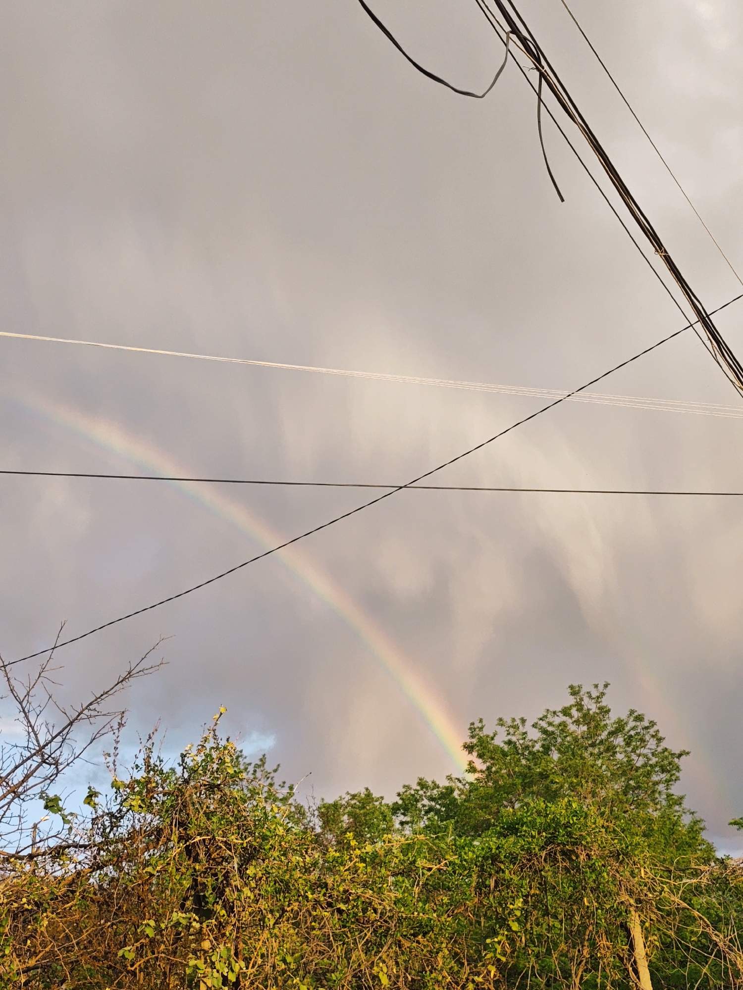 A rainbow is visible above trees and power lines. The sky is overcast. The location is in an urban area.