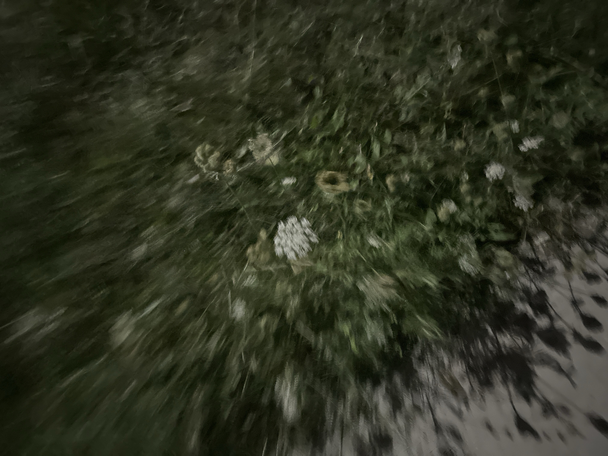 The image, taken in Nevinnomyssk, Russia, is an abstract, motion-blurred shot of a patch of grass and a paved surface. The composition is dominated by streaks of green, suggesting dense vegetation, likely grass and possibly some wildflowers. The blurry nature of the image makes it difficult to discern specific plant species. Interspersed within the greenery are small, lighter-colored clusters that could be flower heads. To the left of the frame, a gray, paved area is visible, cast with dark, elongated shadows that appear to be from overhead foliage, also blurred by the motion. The lighting suggests it may be dusk or night, or that the camera was moving rapidly during the exposure, creating a dynamic and impressionistic view of a natural or semi-natural urban environment.