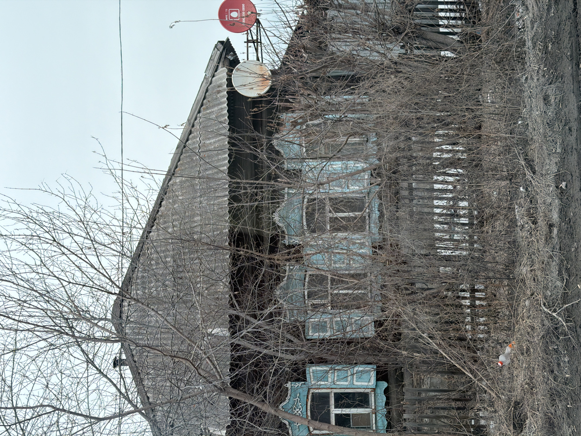 The scene depicts a weathered wooden house situated in Beloyarsky, Russia, under an overcast sky. The single-story structure features dark, possibly stained or aged wood siding and a corrugated asbestos cement roof with a visible chimney. Ornate light blue (cyan) window frames and shutters, some partially open, adorn the front facade. Paint is peeling from the window trim. Two satellite dishes are affixed to the house exterior; one is a plain white circular dish, and the other is a red dish branded "MTC TB" with text "BOC 250 0890" and "ТВ" visible.
Bare, leafless deciduous trees and dense, dry shrubbery partially obscure the house, foreground, and a weathered wooden picket fence that runs in front of the building. The ground in the immediate foreground consists of dark, disturbed earth or mud, interspersed with dry branches, twigs, and leaf litter. A single clear plastic bottle with an orange cap and label is lying horizontally on the ground amidst the debris in the lower left quadrant of the image. No individuals or specific actions are observed within the frame.