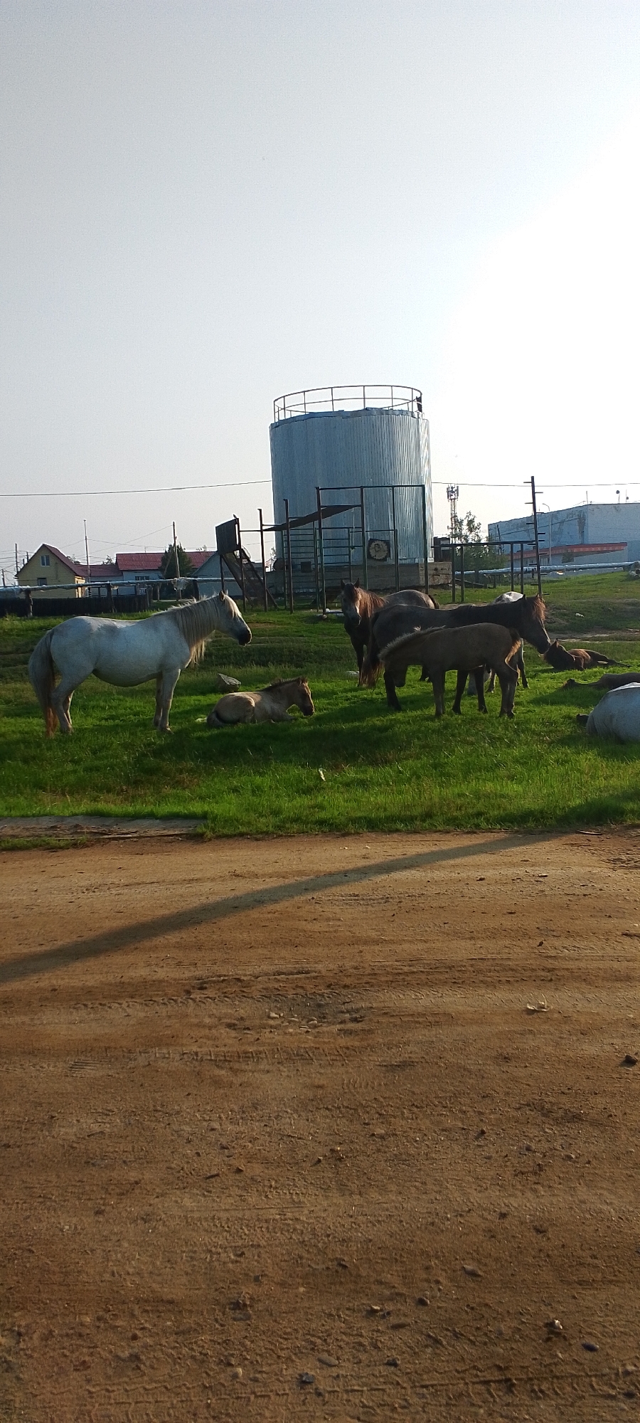 A herd of horses grazes on a grassy field in Tulagino, Russia. In the background, a large cylindrical tank stands beside a metal fence. Several structures, including buildings and power lines, are visible in the distance. The foreground features a dirt road with tire tracks.