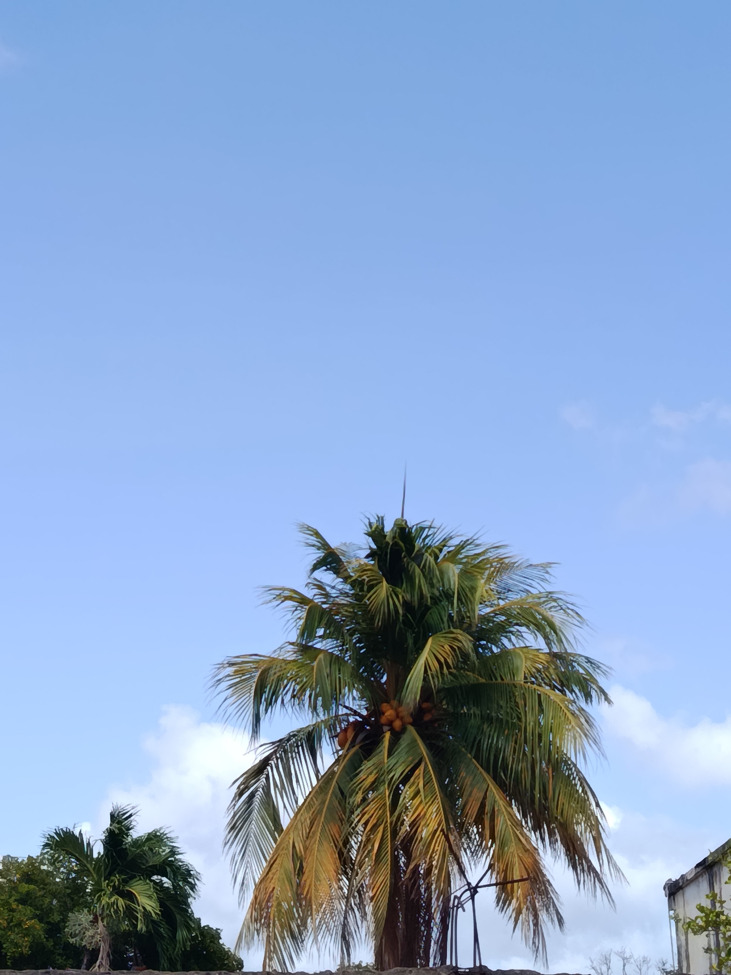 The image depicts a bright, clear sky over Juan Griego, Venezuela. The upper portion of the frame is dominated by a pale blue sky with a few wispy white clouds. In the mid-ground, a large palm tree with green and yellowish fronds stands tall, bearing a cluster of brown coconuts. The tree's fronds are partially illuminated by sunlight, creating a contrast between the shaded and lit areas. To the left of this main palm tree, a smaller palm tree with lush green fronds is visible. In the background, a portion of a white building with a textured facade and some greenery can be seen on the right, partially obscured by the palm trees. The overall scene suggests a tropical outdoor environment under daylight conditions.
