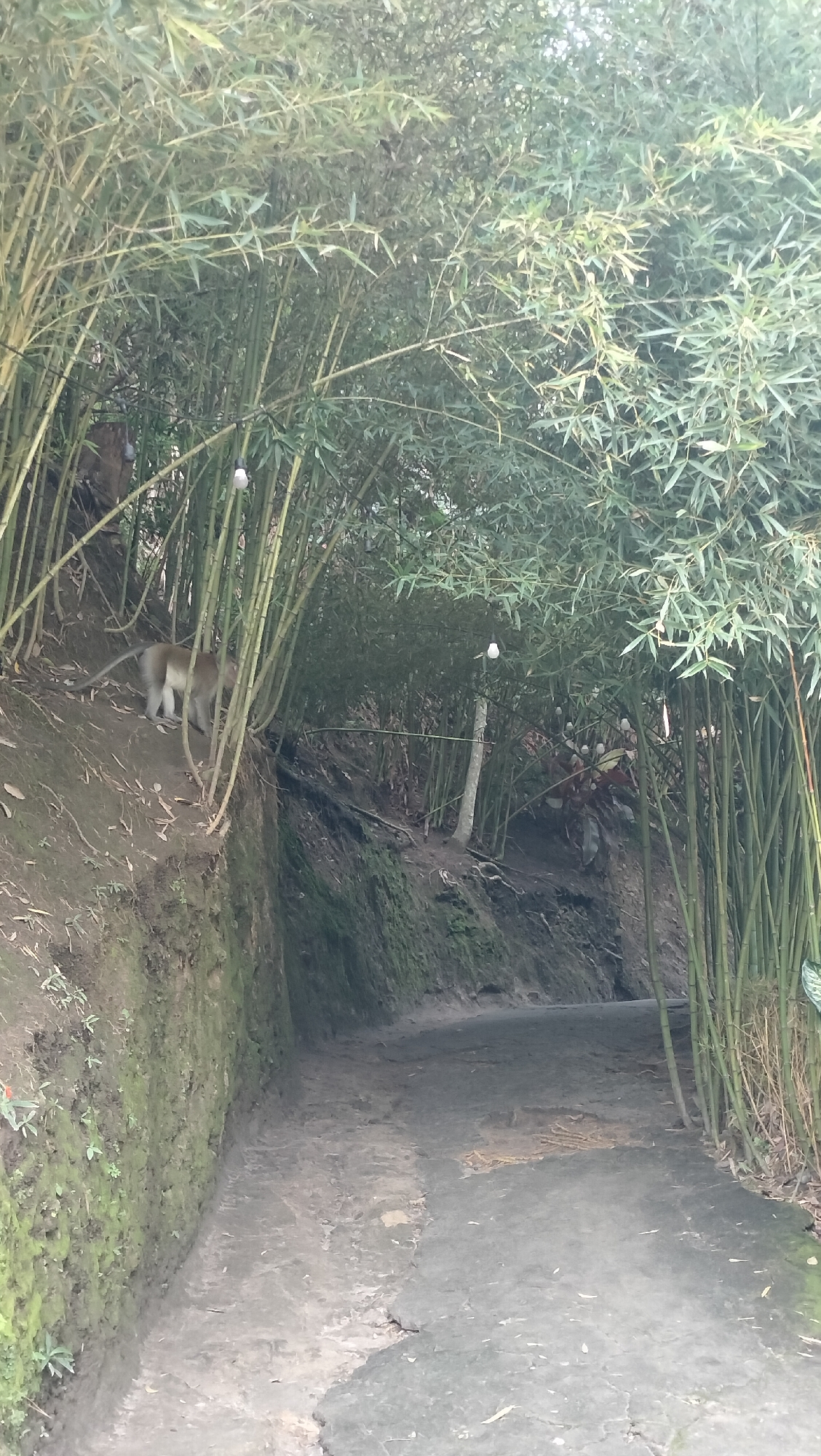 In Tansaril, Indonesia, a pathway is bordered by a dense bamboo forest. The path is made of a light-colored, cracked concrete and dirt mixture. On the left side of the path, a steep, moss-covered embankment rises, dotted with small green plants. A light-colored monkey with a long tail is walking on the embankment, partially obscured by the bamboo stalks. The bamboo grove forms a canopy over the pathway, with numerous thin, green stalks and abundant green leaves. Several bare lightbulbs hang from wires within the bamboo, casting a soft glow. In the distance, the path curves and disappears into the bamboo.