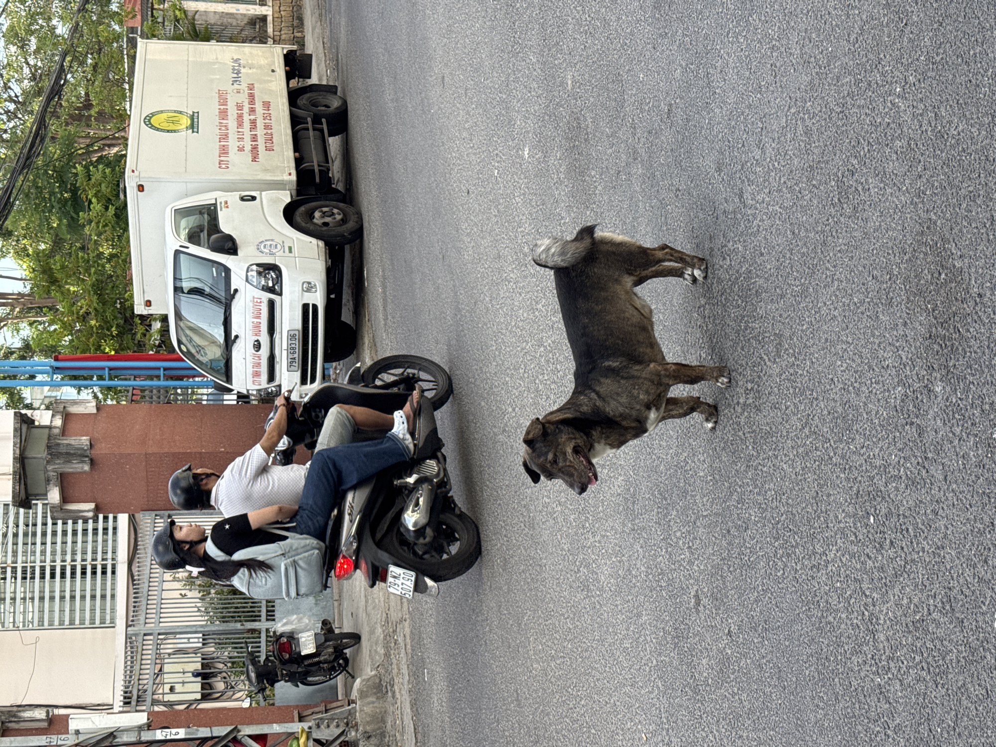 A medium-sized, dark brown and tan dog stands on an asphalt street in Nha Trang, Vietnam. The dog is facing the right side of the frame, with its mouth slightly open and tongue visible. Its tail is curled upwards. Behind the dog, a motorcycle carries two people wearing helmets, a woman in front with a light blue backpack and a man behind her. The motorcycle's taillight is illuminated. To the right of the motorcycle, a white box truck is parked on the street. The truck has text and a circular logo on its side. The background includes buildings, trees, and a metal fence. The scene appears to be a street in a city.