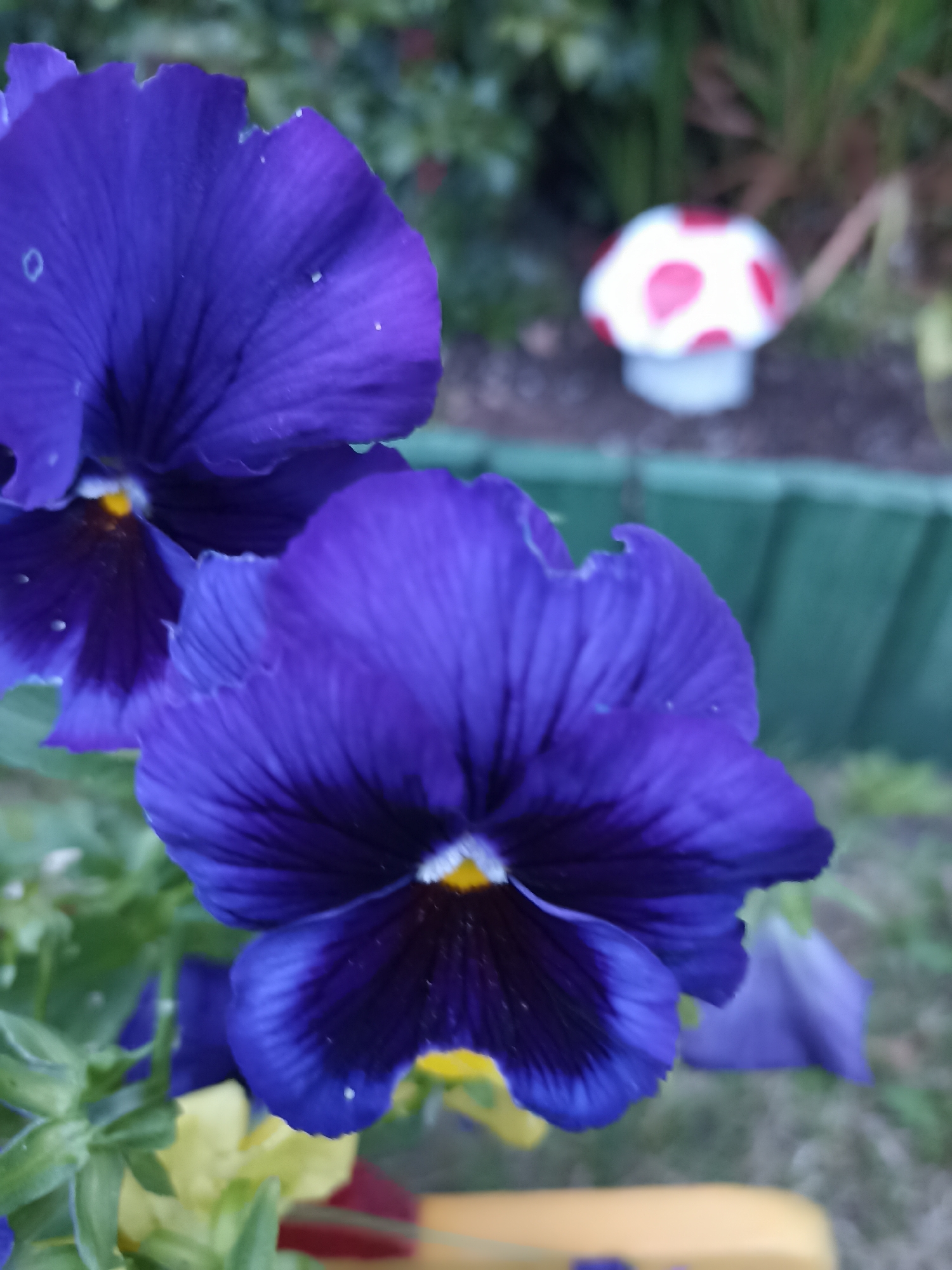 A close-up, eye-level, outdoor photograph shows two vivid purple pansies in the foreground. The pansy on the right is in sharper focus and displays a dark purple center with lighter purple petals that have a velvety texture and delicate, wavy edges. Some small water droplets are visible on the petals. Behind the pansies, a small, out-of-focus garden ornament resembling a red and white spotted mushroom is situated amongst green foliage and brown soil. A section of a green fence is visible to the right, and further in the background, blurred greenery and grass can be seen. The lighting suggests it is daytime, possibly overcast. The image does not contain any people or indicate any specific action or interaction. The location is not identifiable within the city of Annagry, Ireland.