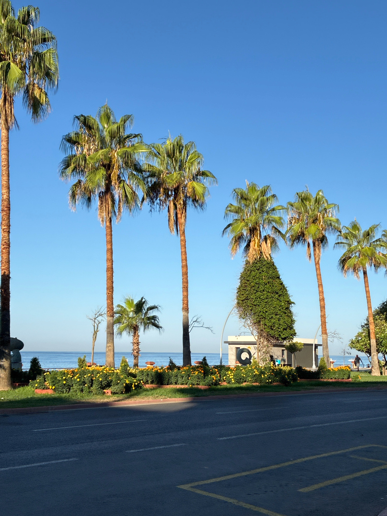 The image depicts a street scene in Alanya, Turkey, featuring a row of palm trees lining a sidewalk next to a road. The sea is visible in the background, with a clear blue sky overhead. The foreground shows a paved road with white lane markings and yellow parking lines. Behind the road, a well-maintained flowerbed with yellow and orange flowers borders a grassy area. A small, modern-looking building with a dark circular logo is situated in the middle ground, partially obscured by a tree. Several palm trees of varying heights are prominent throughout the scene, with one particularly tall specimen on the far left. In the distance, a few individuals can be seen walking, suggesting a public area. The overall impression is one of a sunny, well-kept urban coastal environment.