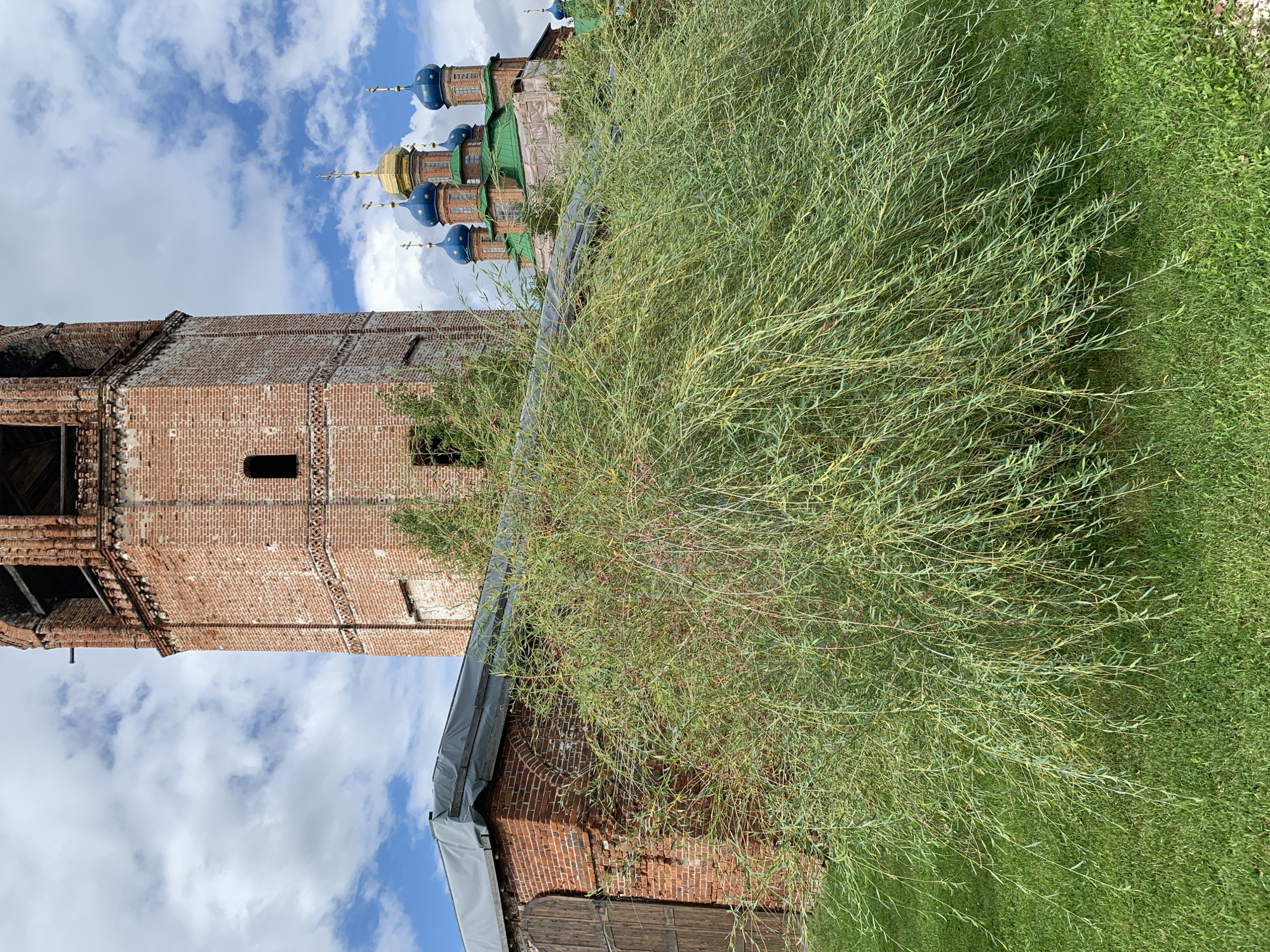The image depicts the bell tower of the Transfiguration Church in Usolye, Russia. The bell tower, constructed from red brick, stands tall and appears weathered, with open arched windows and remnants of wooden structures at its upper levels. In the background, behind a brick building with a wooden door and a tarp-covered roof, the main church building is visible, featuring multiple domes topped with golden crosses and blue onion domes. A large, weeping willow tree with long, flowing branches dominates the foreground, obscuring parts of the brick building and the lower sections of the bell tower and church. The ground in front of the tree is covered with vibrant green grass. The sky is partly cloudy with white clouds against a blue backdrop.
