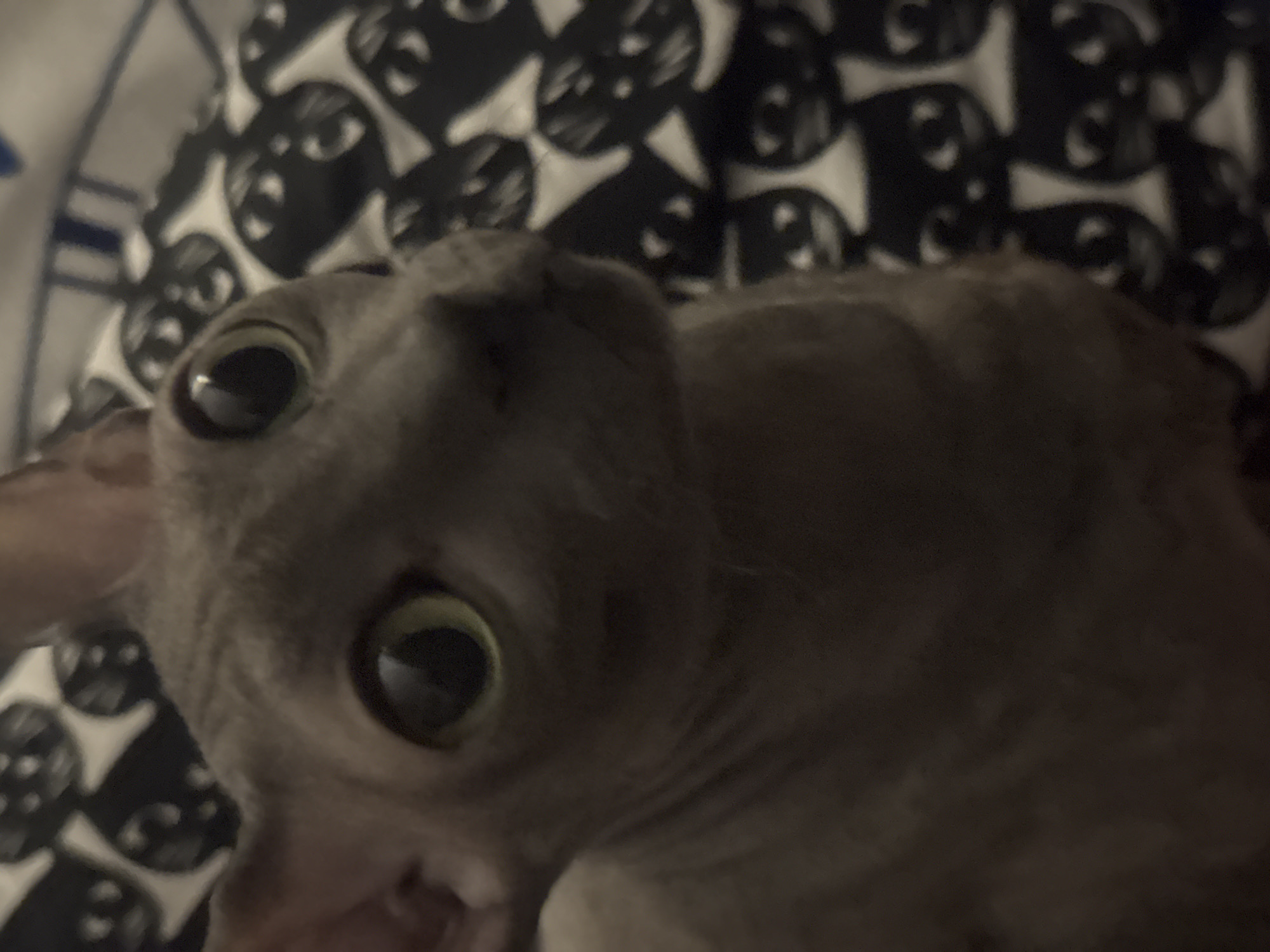 A close-up shot of a gray Cornish Rex cat with large, dilated pupils looking directly at the camera. The cat is lying on a blanket with a black and white pattern of repeating cat faces. The background is out of focus. There is no evidence to suggest that this picture was taken in Ramat Gan, Israel.