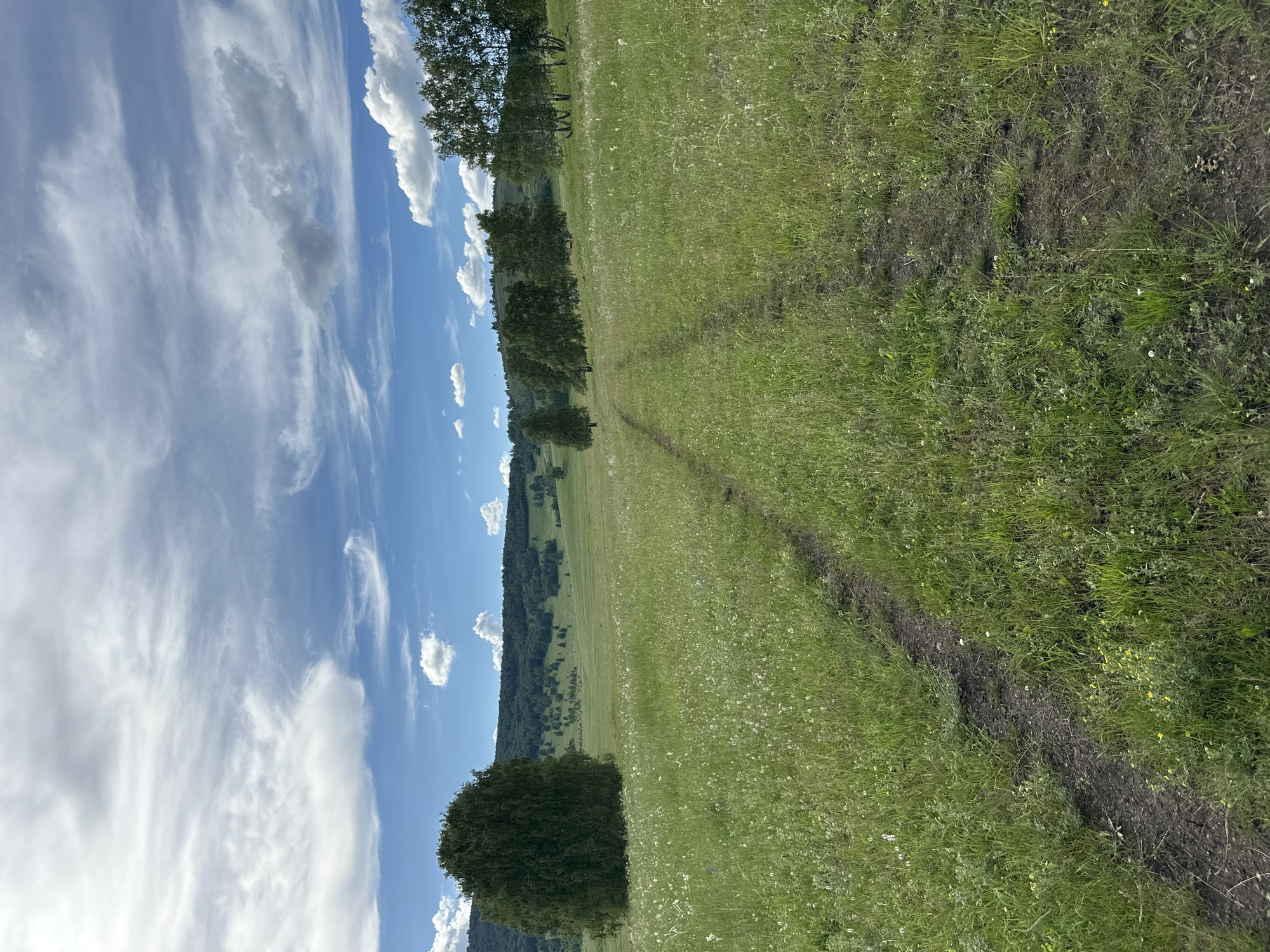 An outdoor, eye-level, medium shot captures a verdant landscape under a partly cloudy sky. A narrow, unpaved dirt path winds its way through a field of lush green grass dotted with small white wildflowers. To the left of the path, a large, solitary tree with a dense, rounded canopy stands prominently. In the background, rolling hills covered in a mixture of trees and open grassland recede into the distance, culminating in a forested ridge under a bright blue sky streaked with wispy white clouds. On the right side of the image, a cluster of tall, slender trees with light-colored bark forms a distinct treeline. The overall scene conveys a sense of natural tranquility.