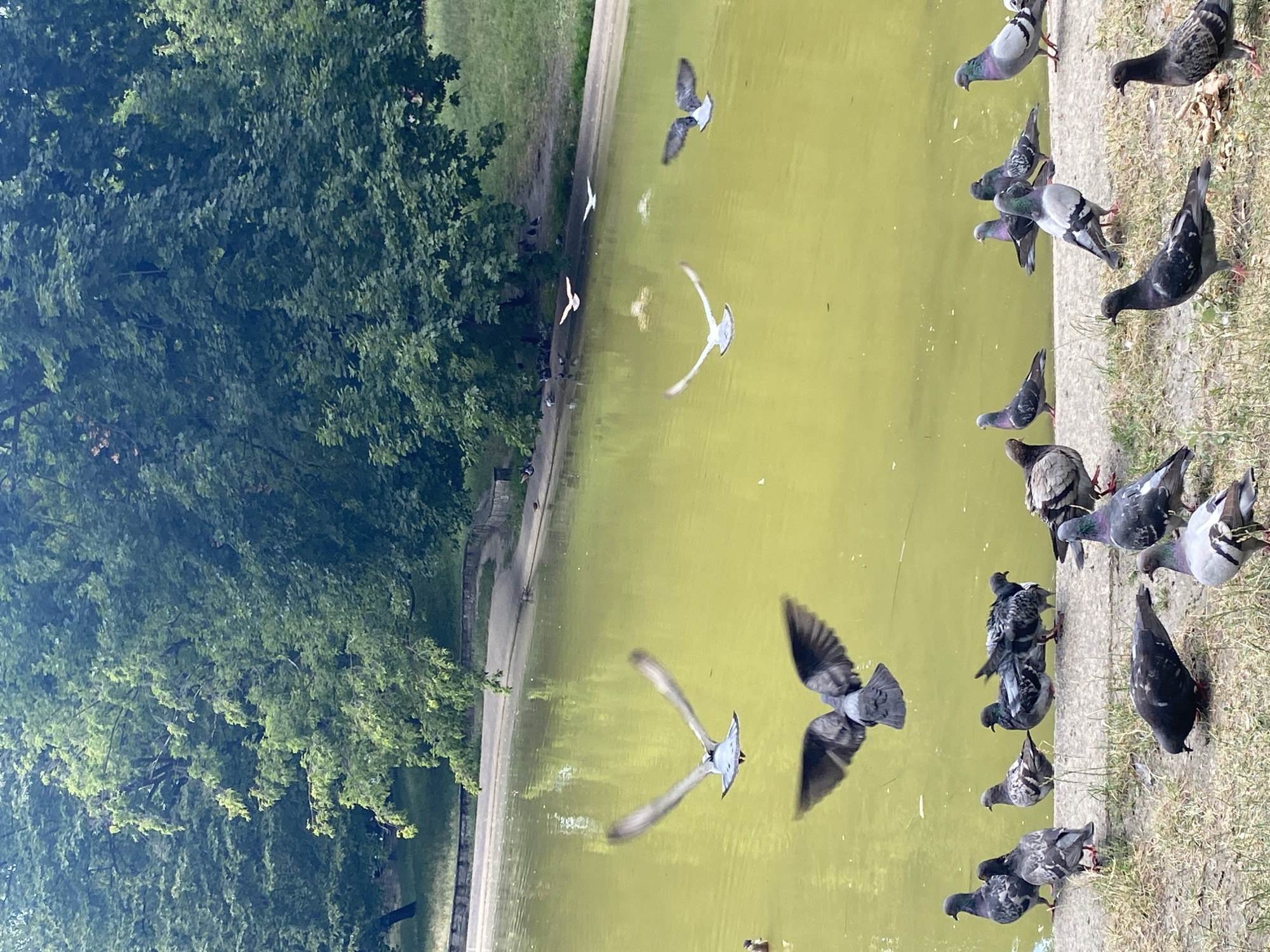 The image depicts a flock of pigeons gathered by a body of water in a park setting. Several pigeons are in flight over the greenish water, while others are perched on a concrete edge or on the ground. The background features lush green trees and grass, suggesting a park or natural area. The scene is consistent with locations like Lake Malta in Poznan, Poland, a popular recreational spot with walking paths and water features. There are no people visible in the image.
