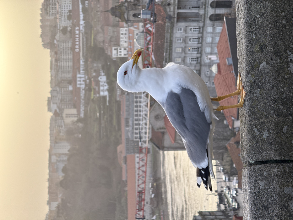 A seagull perches on a concrete ledge, its white and grey plumage contrasting with the weathered surface. The bird cranes its neck, preening with its yellow beak. Below, a cityscape stretches into the horizon, buildings stacked against a misty sky. A red bridge spans a visible body of water, adding a pop of color to the scene. The composition is taken from a high vantage point.
