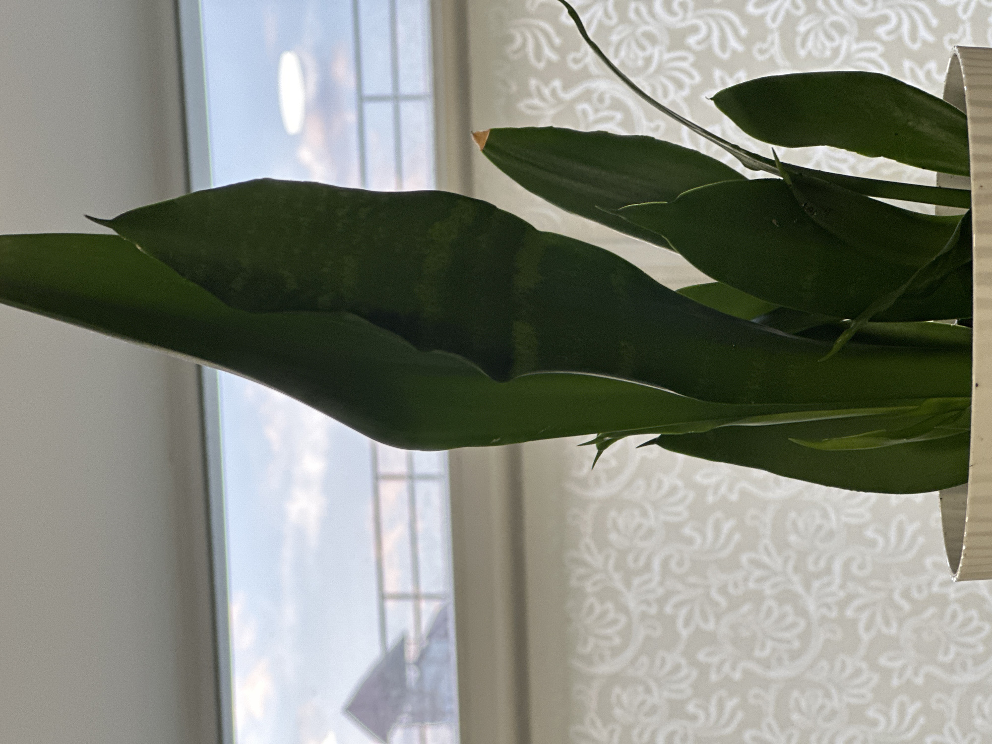 A snake plant, with long, upright, deep green leaves, is in a white planter. The planter is in front of a window that looks out onto a cloudy sky, a balcony railing, and a hazy structure that appears to be a building with a pointed roof. The background wall has a light-colored, intricate floral pattern. The image does not contain enough visual information to determine its specific location within Nevinnomyssk, Russia.