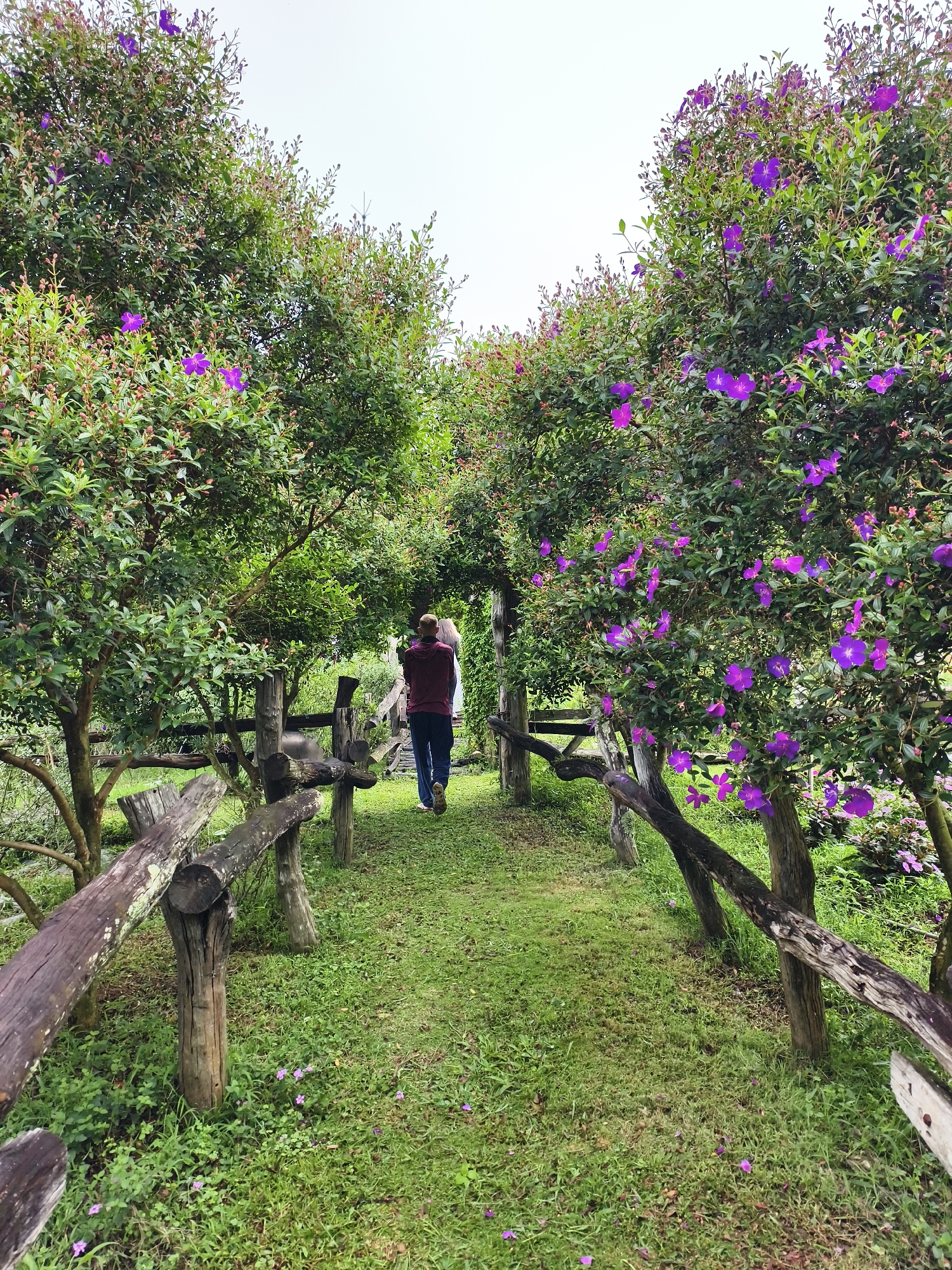 A man wearing a burgundy shirt and blue jeans walks away from the viewer on a grassy path. He is nearing a white structure in the distance. The path is lined with wooden fences and trees with purple flowers. The location is Thôn 5, Vietnam.