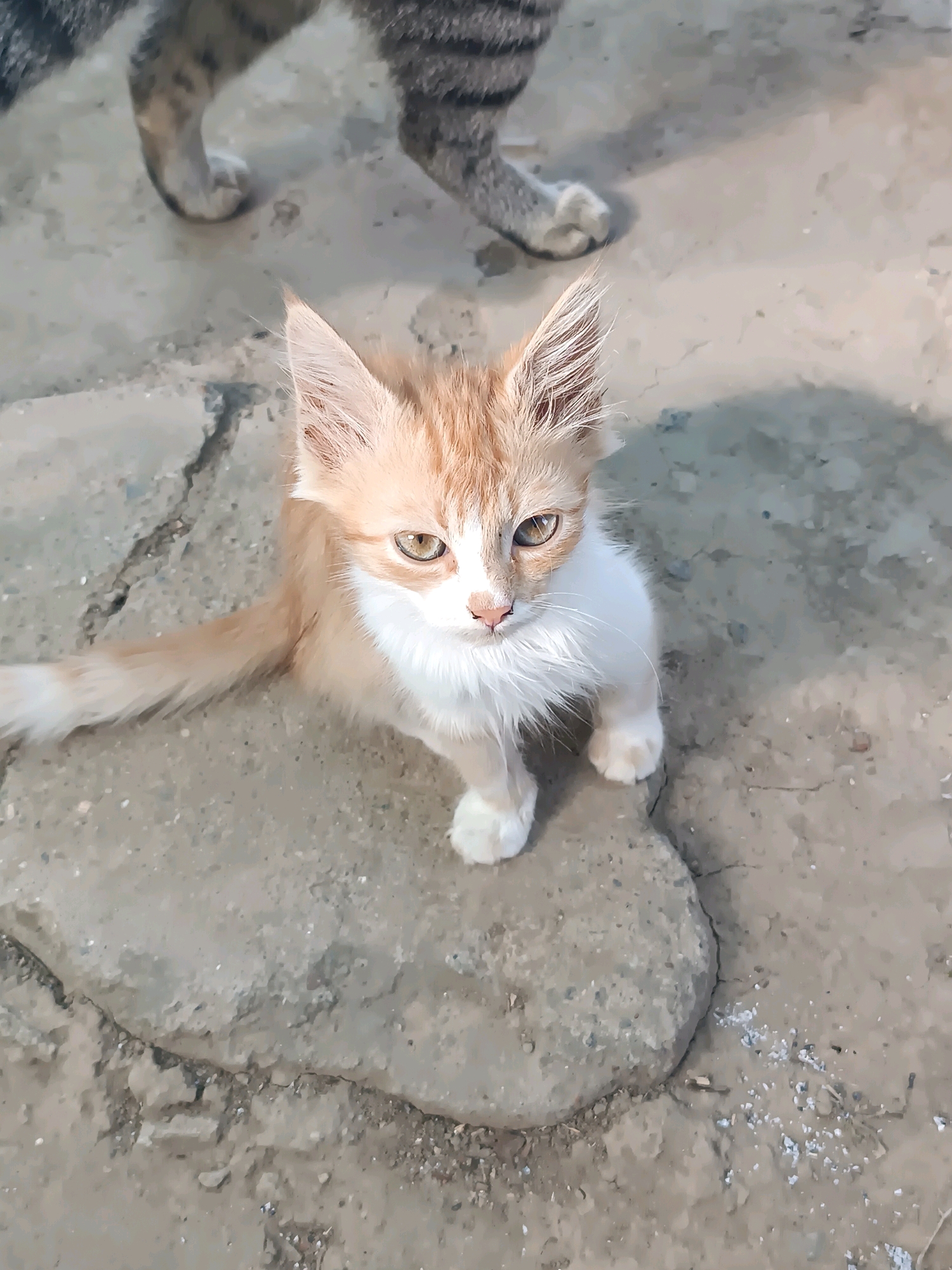 A ginger and white kitten sits on a cracked concrete surface, looking up towards the camera. The kitten is facing forward with its body slightly angled to the left. Its left paw is extended forward, and its right paw is tucked underneath its body. The kitten's fur is a mix of orange and white, with prominent white fur around its neck and chest. Its eyes are light brown and appear to be looking directly at the viewer. To the upper left of the frame, the hind leg and paw of a larger, tabby cat are visible. The tabby cat's leg is striped with gray and black. The environment appears to be an outdoor setting with rough, uneven concrete ground, with some small stones and debris scattered around. The scene is captured in Vypasne, Ukraine.