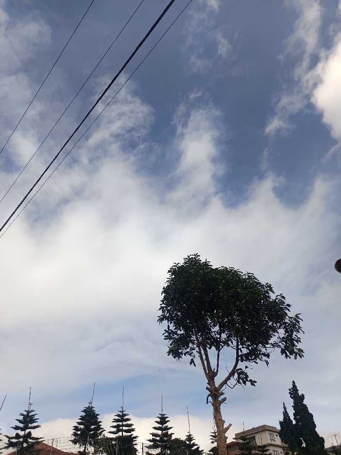 The image captures a partly cloudy sky with wispy clouds. Three power lines stretch across the top left. A tree with a round crown is centered in the lower half of the image. Several pine trees and buildings are visible near the bottom edge.
