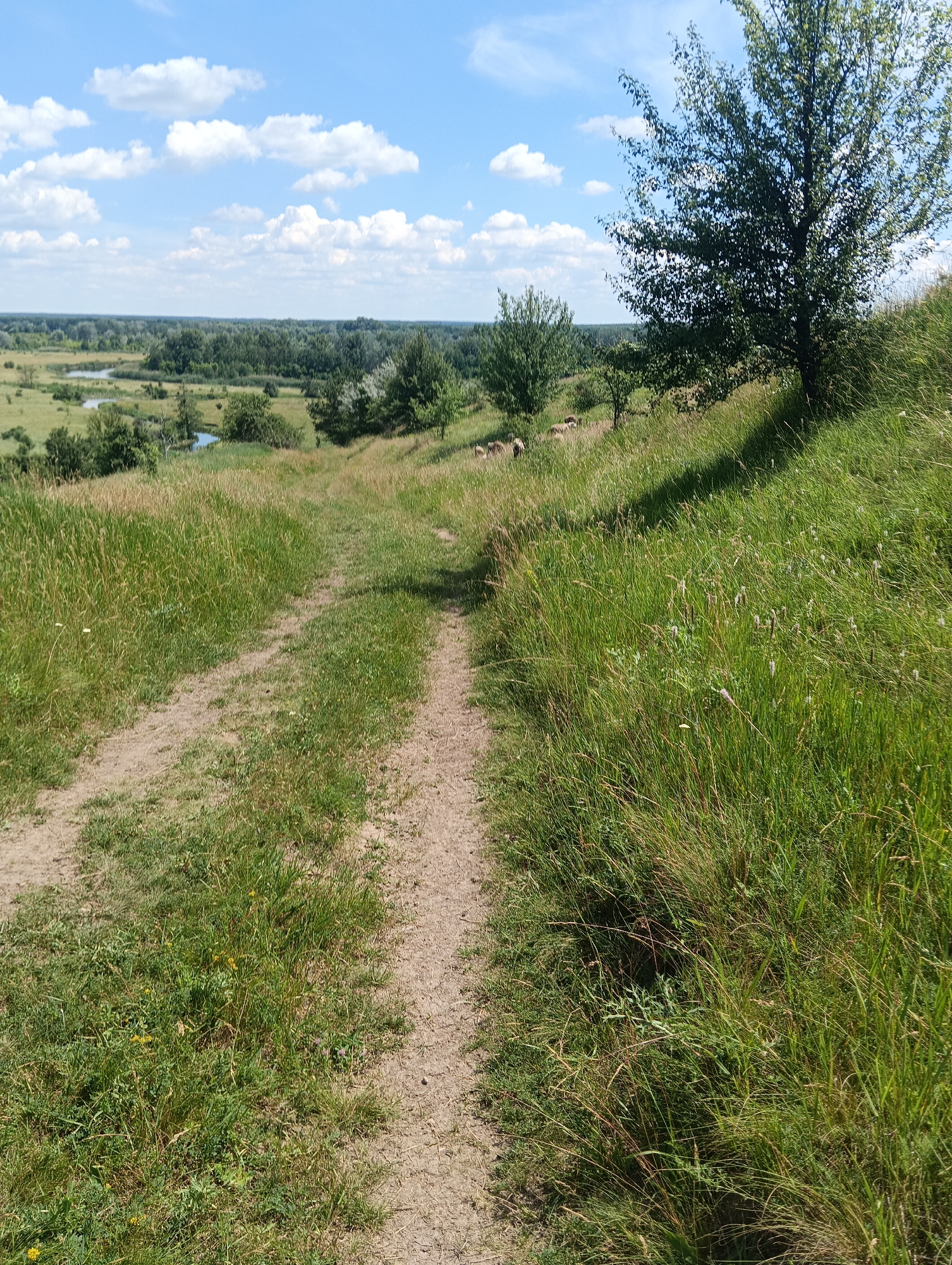 An outdoor, high-angle, eye-level shot captures a dirt path winding through a grassy hill under a bright blue sky dotted with fluffy white clouds. The path descends from the foreground and curves to the left, disappearing into a lush, green landscape. To the right, a large tree with dark green leaves casts a shadow on the overgrown grass. In the distance, a body of water, possibly a river or lake, meanders through a valley filled with trees. Several sheep are visible grazing on the grassy slopes in the middle ground. The scene depicts a serene, rural setting on a clear day.