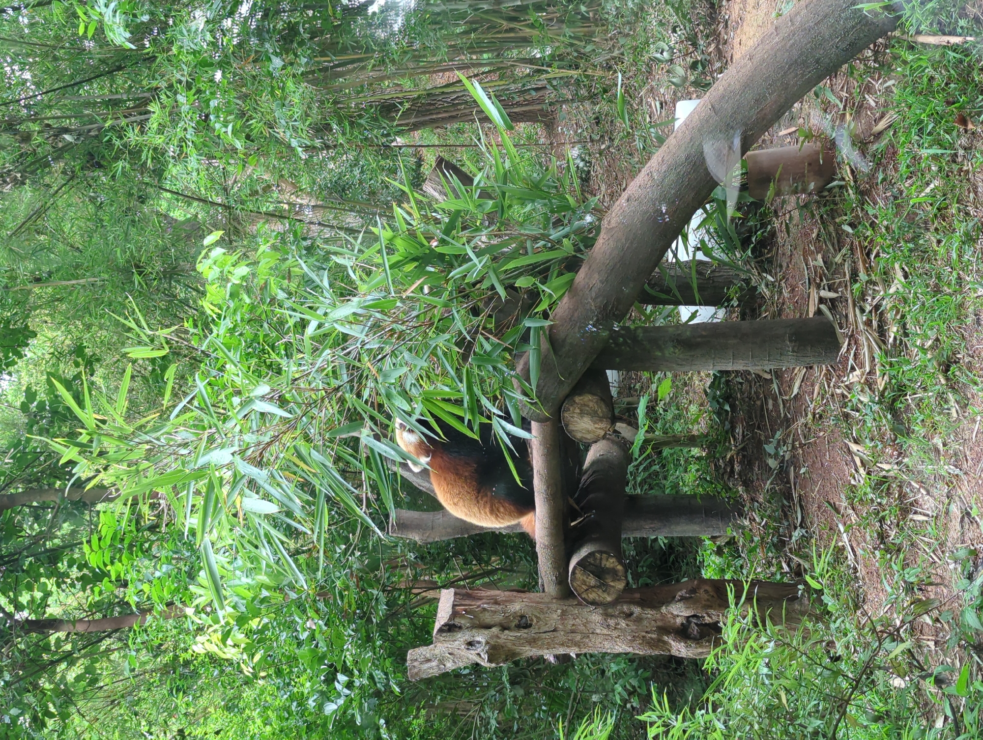The image shows a red panda perched on a wooden structure in a lush, green bamboo forest. The red panda, with its distinctive reddish-brown fur and white facial markings, is facing away from the camera, looking upwards and to the right. The bamboo grove is dense with tall stalks and vibrant green leaves, creating a natural enclosure. The wooden structure appears to be an artificial habitat, possibly a feeding platform or resting area, made of several logs and branches. The ground beneath is covered with leaf litter and sparse vegetation. The overall scene suggests an outdoor enclosure within a zoo or wildlife sanctuary, likely in a region with a temperate climate conducive to bamboo growth. The location of Chenghua District in China is known for its green spaces and parks, making this a plausible setting for such an environment.
