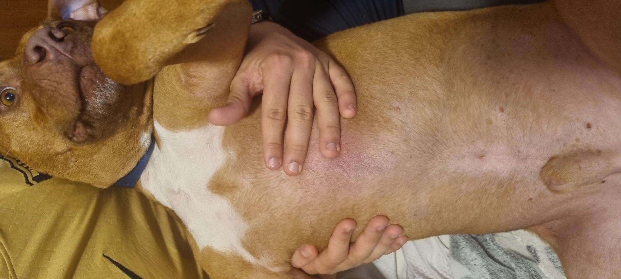 A tan-colored pit bull mix dog is lying on its back with a person's hands resting on its belly. The dog's head is tilted to the left, and its eyes are open. The person's hands are pale, with short fingernails. The dog's fur is mostly tan with a white patch on its chest and neck. The dog is lying on a surface covered with a yellow patterned fabric and a white blanket. No city or specific location is discernible.