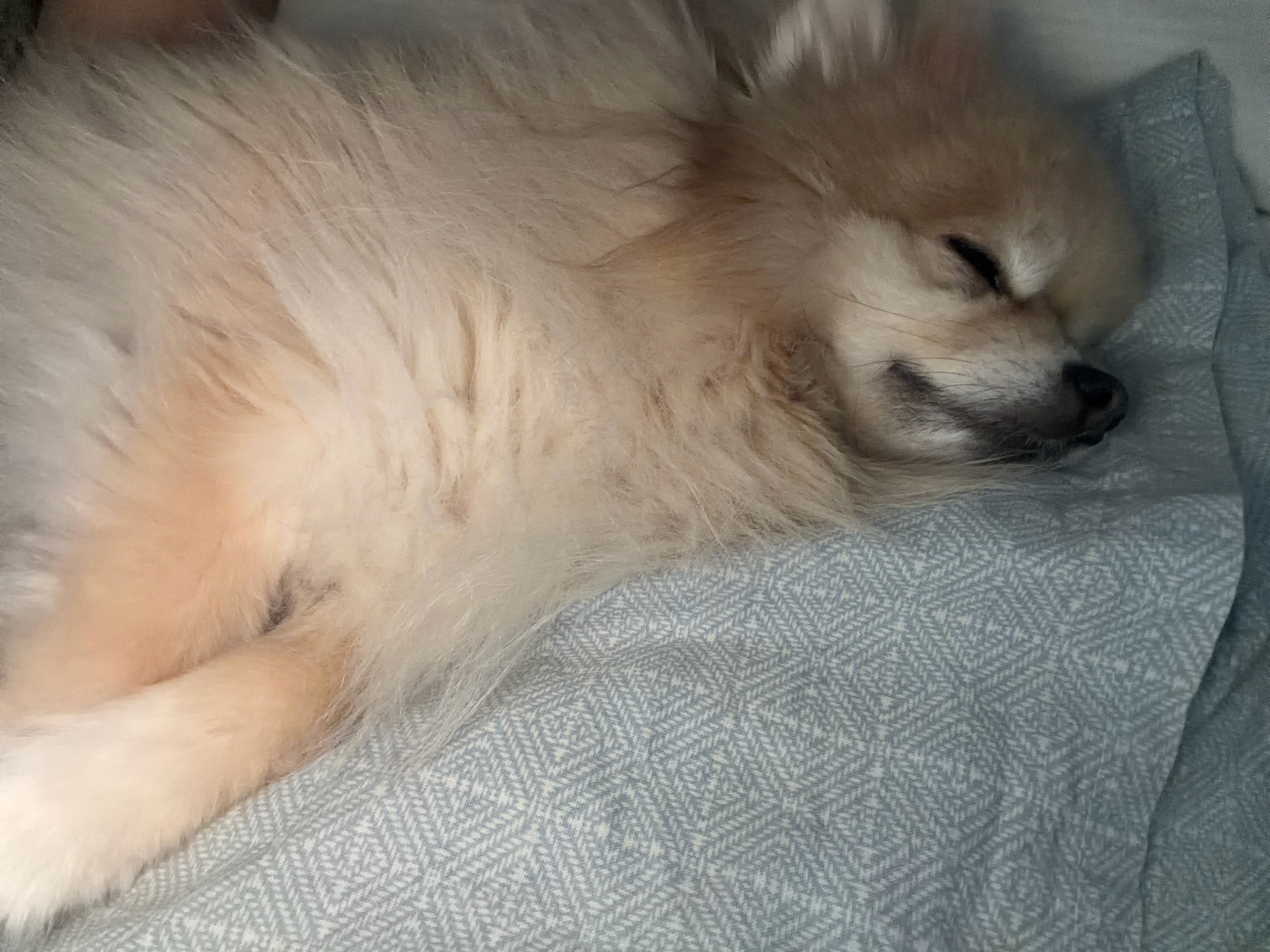 A close-up, eye-level shot shows a light-colored Pomeranian dog sleeping on a light blue patterned blanket. The dog is facing right with its eyes closed and its mouth slightly open in a relaxed pose. Its fur is fluffy and appears light cream or beige in color. The blanket has a diamond pattern with a lighter blue or white interwoven design. The scene is indoors, and the lighting is soft and diffused. There is no specific information available about the location in Tbilisi, Georgia.