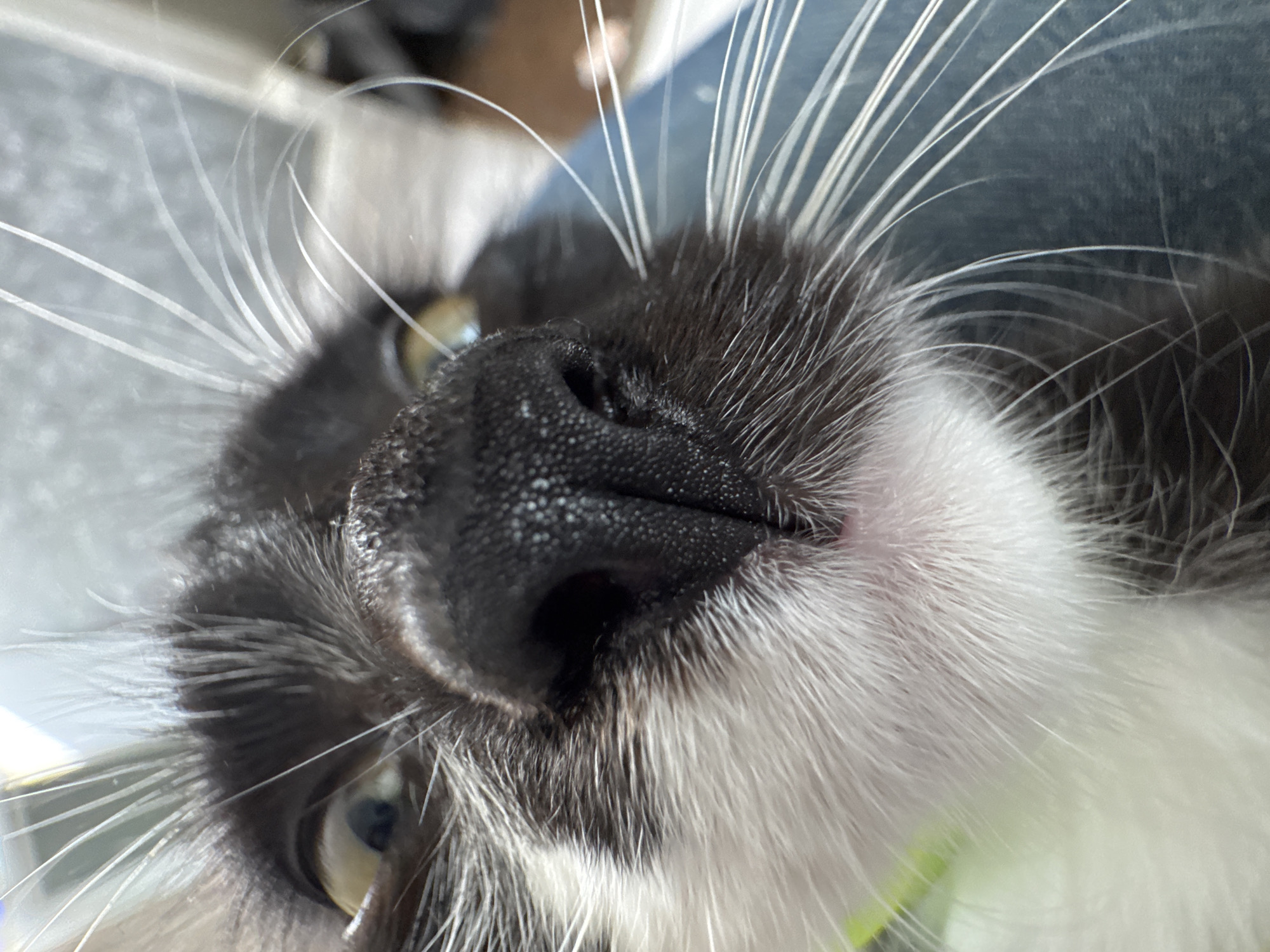 A close-up, low-angle, eye-level shot shows a black and white cat's face. The cat's black nose, speckled with lighter dots, is the primary focus. Its mouth is slightly open, revealing a hint of pink. The cat's white whiskers fan out from its face, and its yellow-green eyes are wide open. The cat's fur is black and white, with black patches around its eyes and ears, and white fur on its chin and chest. The background is blurred, but appears to be indoors, with hints of blue fabric and a bright light source. The scene is set in a domestic environment within the city of Kempelevo, Russia.