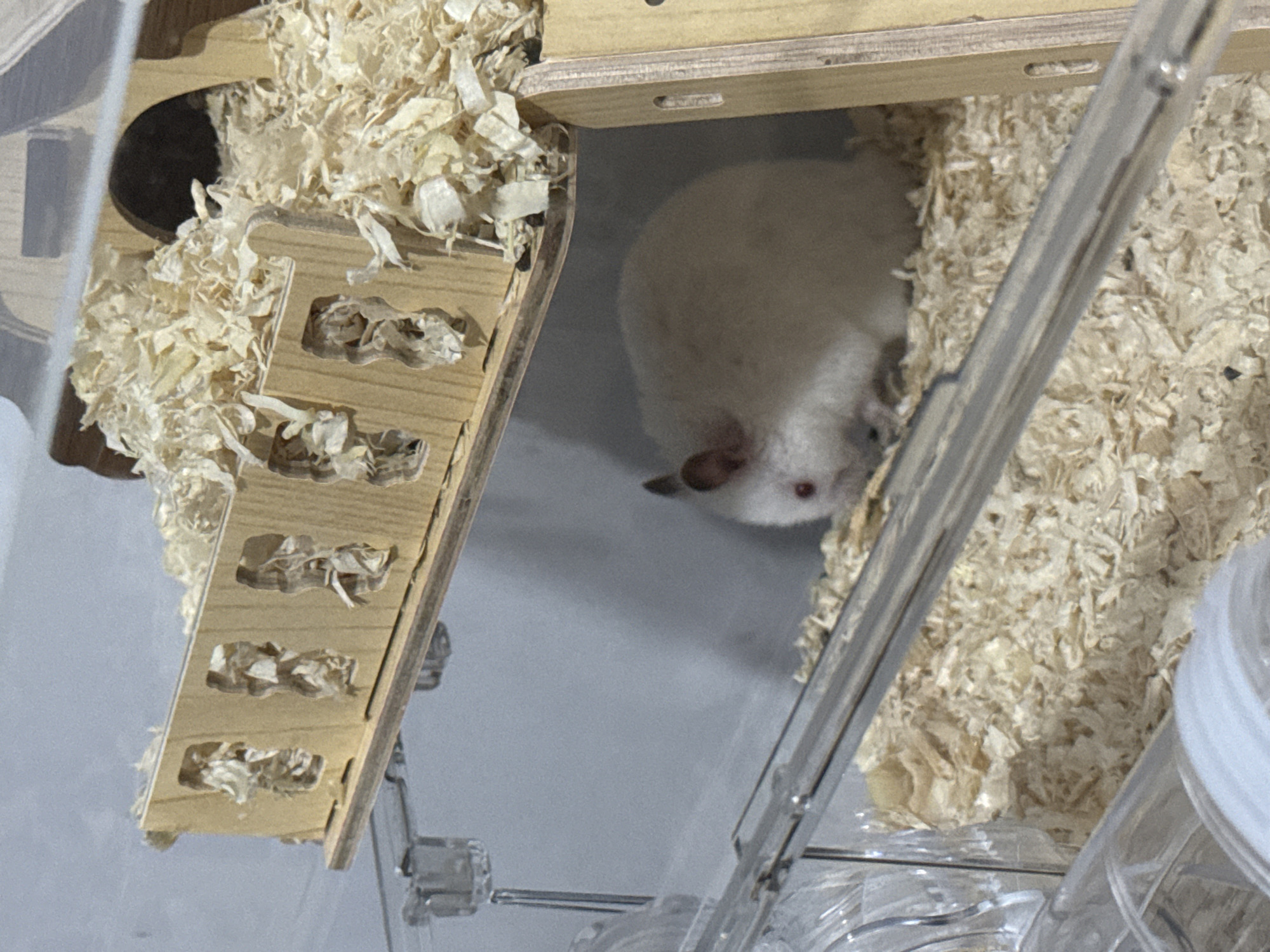 The image shows a small, light-colored rodent, possibly a hamster or gerbil, nestled in wood shavings within a multi-level plastic and wood enclosure. The enclosure features wooden elements with decorative cutouts and an arched doorway. The rodent is partially visible, with its head and part of its body showing. The background is a plain gray wall. The image does not provide any information about the location in the city of Vostok, Kyrgyzstan.