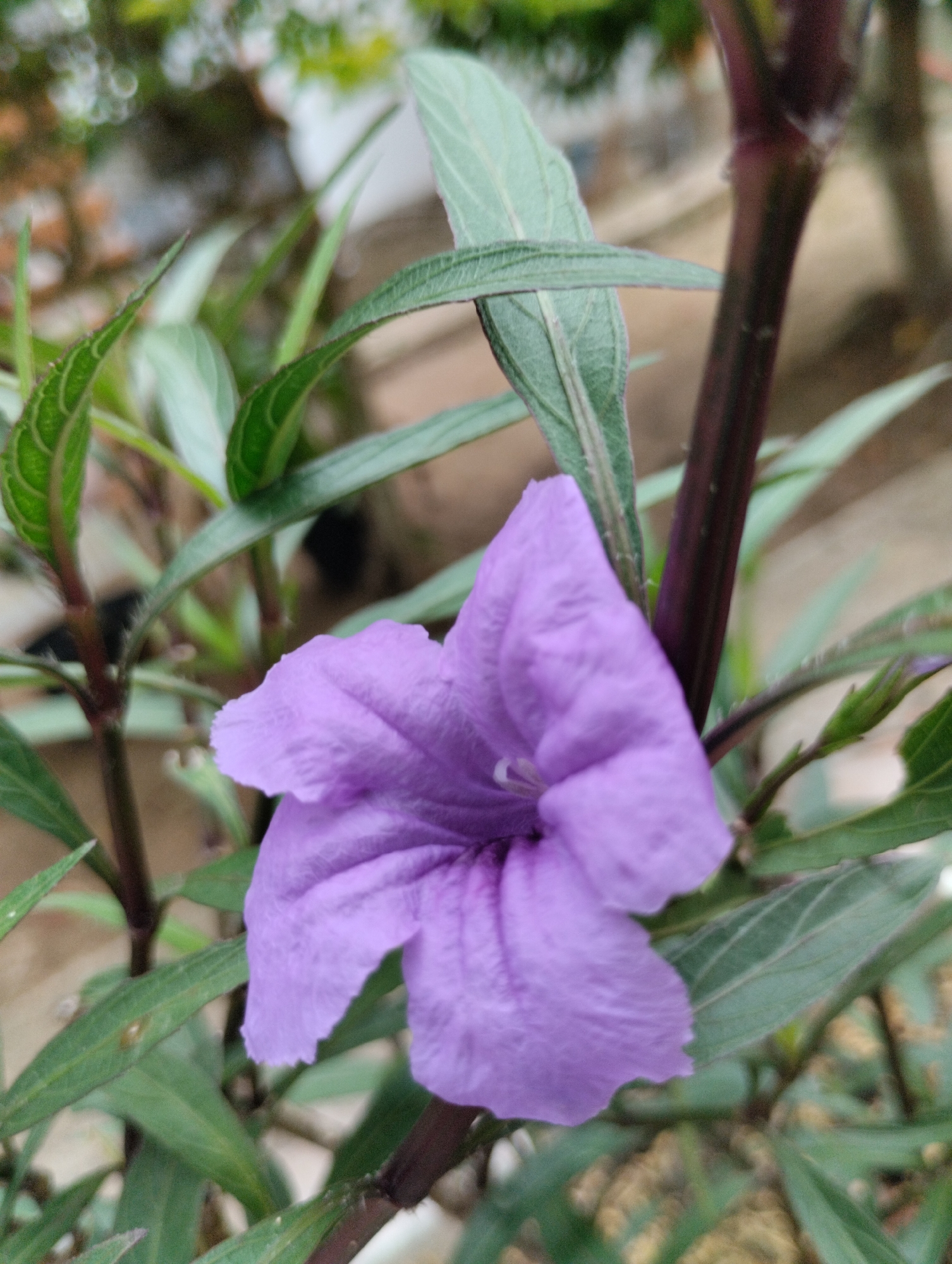The image is a close-up photograph of a single purple flower with green leaves and a dark purple stem. The flower has five petals that are ruffled and slightly crinkled. The leaves are elongated and lance-shaped, with visible veins. The stem is thick and appears to be woody. The background is blurred, suggesting a shallow depth of field, with hints of other greenery and a light-colored, possibly textured surface. The lighting appears natural, with soft shadows. The location of Keudejungkagajah, Indonesia is not visible in the image itself.