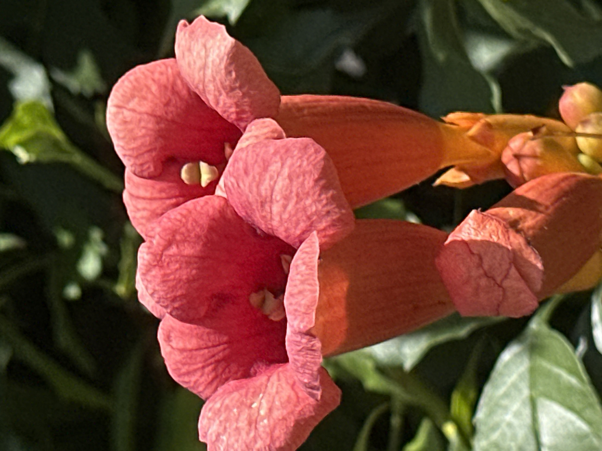 A close-up, vertically oriented photograph displays a cluster of vibrant, trumpet-shaped flowers with a gradient of coral to orange hues. The petals are deeply colored, with subtle textures and folds visible. The background consists of out-of-focus dark green foliage, suggesting an outdoor garden setting. No people, structures, or specific city landmarks are visible. The image was captured in the vicinity of Zhovte, Ukraine.