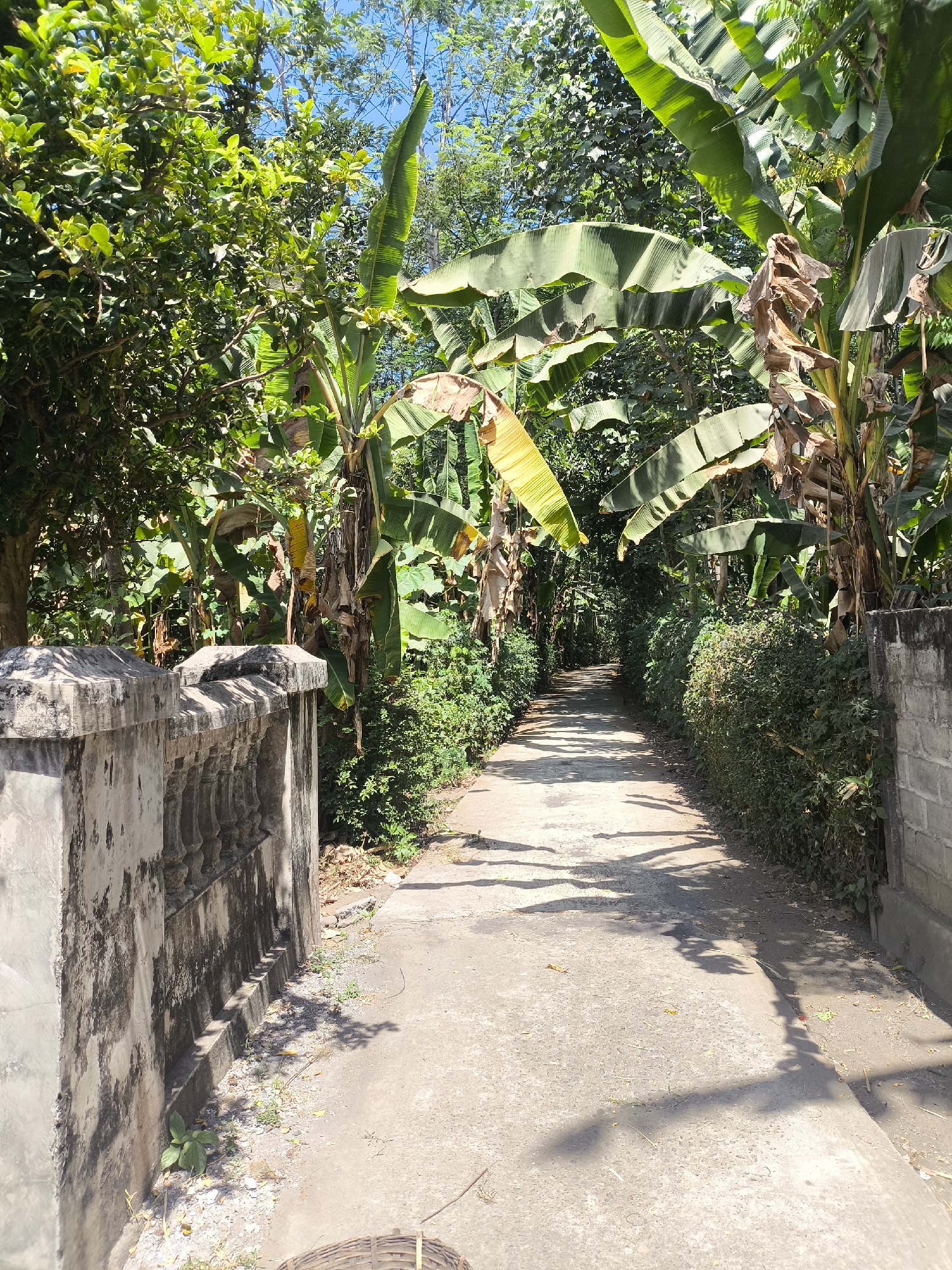 The image depicts a paved pathway or road lined with lush vegetation, including banana trees with large leaves. On the left, a weathered concrete wall with decorative balusters runs alongside the path, showing signs of age and discoloration. On the right, a dense hedge of green bushes borders the pathway. The path leads into the distance, shaded by the overhanging trees and foliage. The scene appears to be in a rural or semi-rural area, likely outdoors in daylight, with sunlight casting distinct shadows across the path. Based on the provided metadata, this location is identified as Grati, Indonesia. There are no people visible in the image.