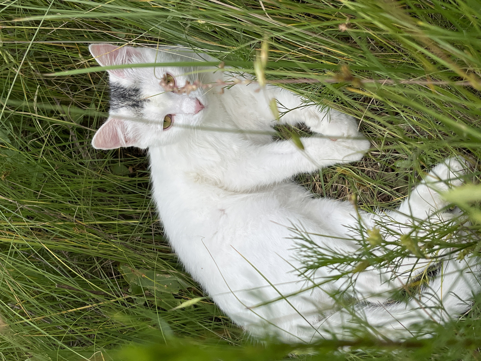 A white cat with a patch of gray fur on its head is lying in tall green grass. The cat is looking to the right of the frame with its yellow eyes. Its ears are pointed upwards, and its nose is pink. The cat's body is mostly white with some faint gray markings. It is partially obscured by blades of grass. The environment is natural, with tall grasses and a hint of dry earth or straw on the ground. The lighting suggests it is daytime, possibly overcast or late afternoon, as there are no harsh shadows. The location is not specified beyond being in a natural outdoor setting.
