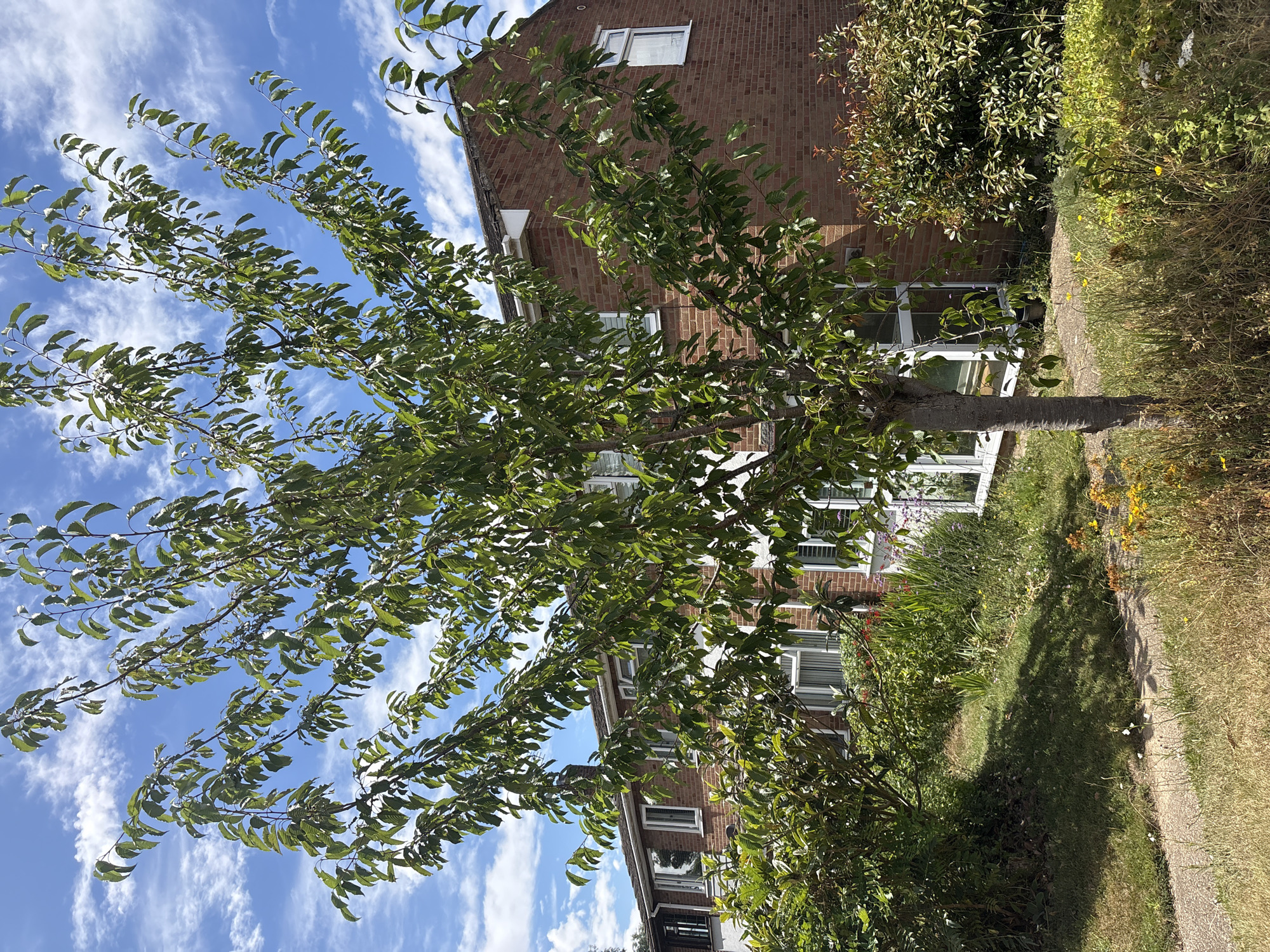 An outdoor, eye-level, medium shot captures a young tree with green leaves in the foreground, its branches reaching towards a bright blue sky dotted with white, wispy clouds. Behind the tree, a two-story building made of red brick is visible, featuring white-framed windows and a gray roof. The building appears to be residential, with several windows on both levels. Lush green bushes and overgrown grass surround the building and the tree, with a paved path leading through the grassy area in the lower left quadrant of the image. The overall scene suggests a sunny day in a suburban or urban environment with a focus on the interplay between nature and man-made structures.