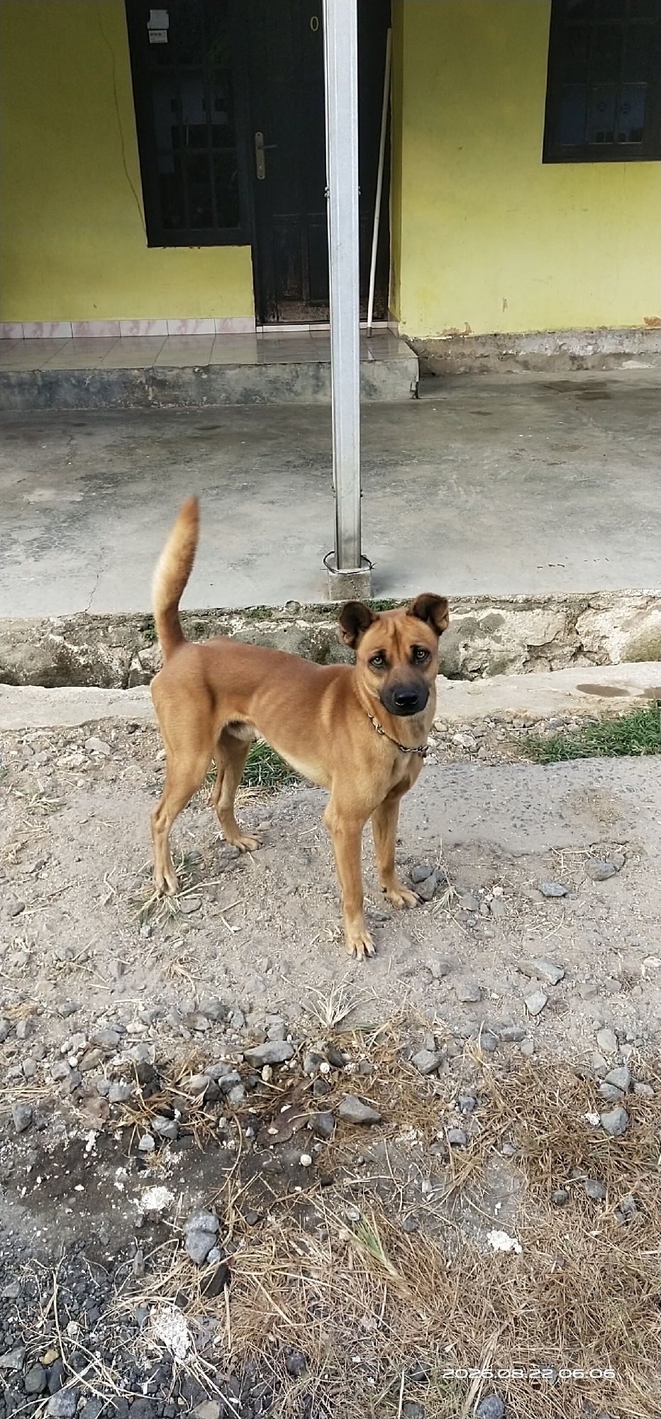 A medium-sized, tan-colored dog stands on a dirt and gravel path in front of a building. The dog is facing the camera, with its tail curled upwards. The building in the background has a yellow facade and a dark-colored door. A metal pole is positioned to the right of the dog. The ground is covered in dirt, gravel, and dry grass. The timestamp in the lower right corner of the image reads "2023.08.22 06:06". The location is identified as Matabu, Indonesia.