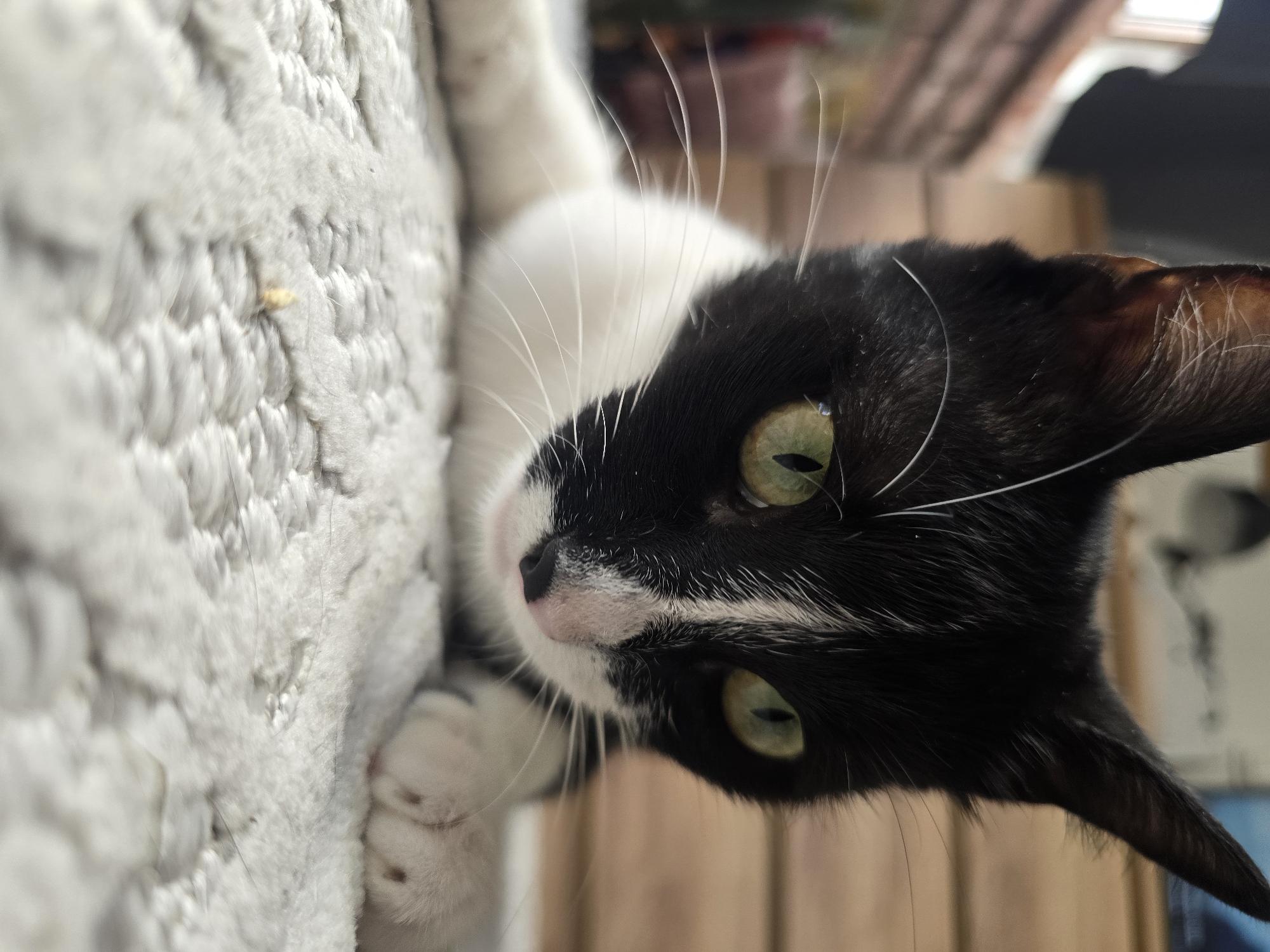An extreme close-up shot captures a black and white cat with green eyes lying on a textured, light-colored surface, likely a rug or carpet. The cat's face is the primary focus, with its gaze directed downwards and slightly to the right. Its black fur is prominent on the top of its head and ears, transitioning to white on its muzzle and chest. The cat's whiskers are long and delicate, fanning out from its face. The background is softly blurred, showing wooden textures and hints of other objects, suggesting an indoor environment. The lighting appears natural, casting soft shadows and highlighting the cat's features.
