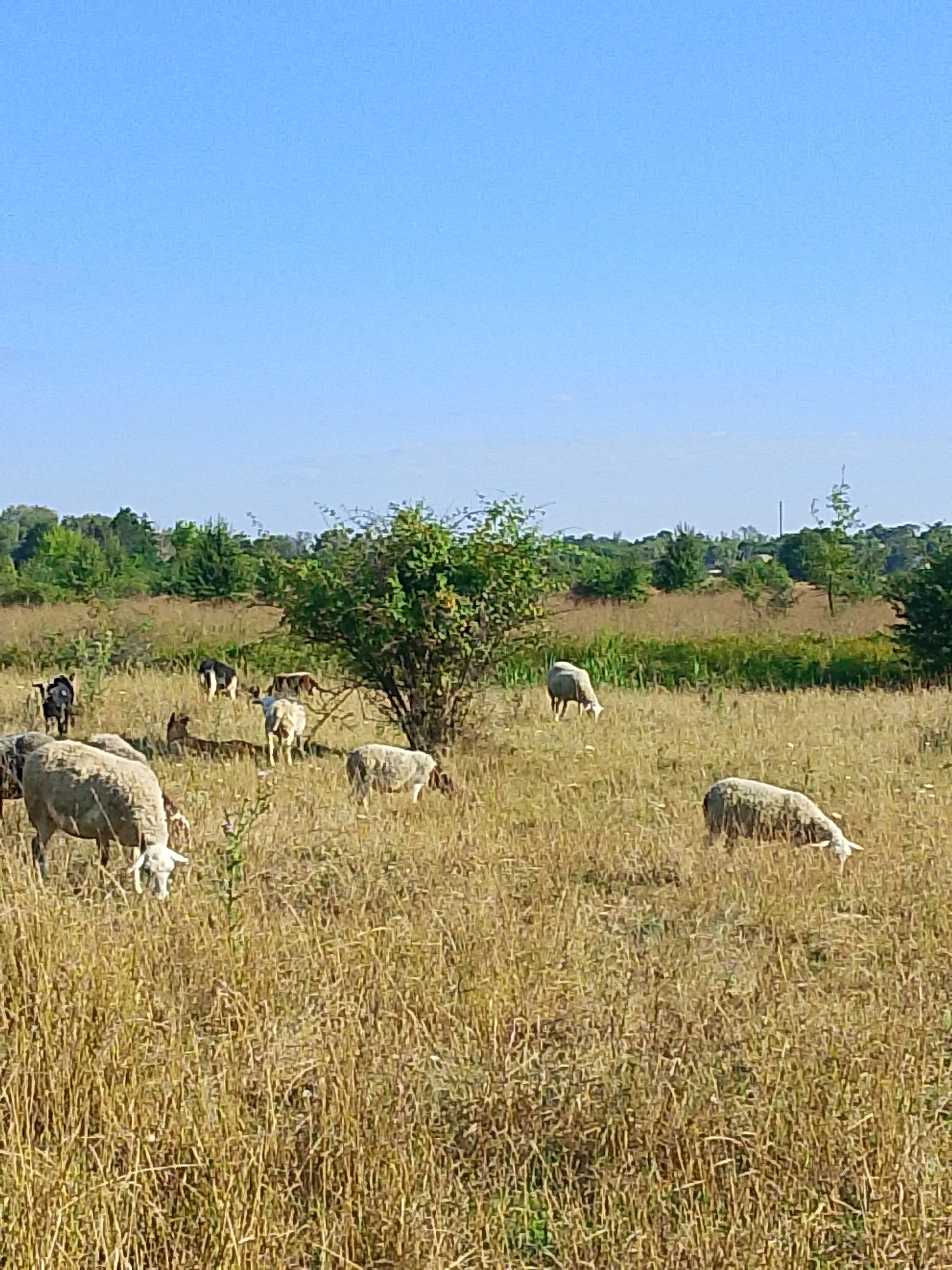 The image depicts a pastoral scene on a clear day. In the foreground, a herd of sheep grazes in a dry, grassy field. The grass is predominantly golden-brown, indicating it may be late summer or early fall. Several sheep are visible, with one large sheep in the lower left of the frame facing the viewer. Other sheep are scattered throughout the field, some grazing with their heads down, others standing. A few dark-colored goats are also present among the sheep. In the mid-ground, a dense green tree stands prominently, casting a shadow. Beyond the field, a line of trees forms a verdant backdrop against the pale blue sky. There are no visible buildings or structures in the immediate vicinity. The overall impression is one of rural tranquility.