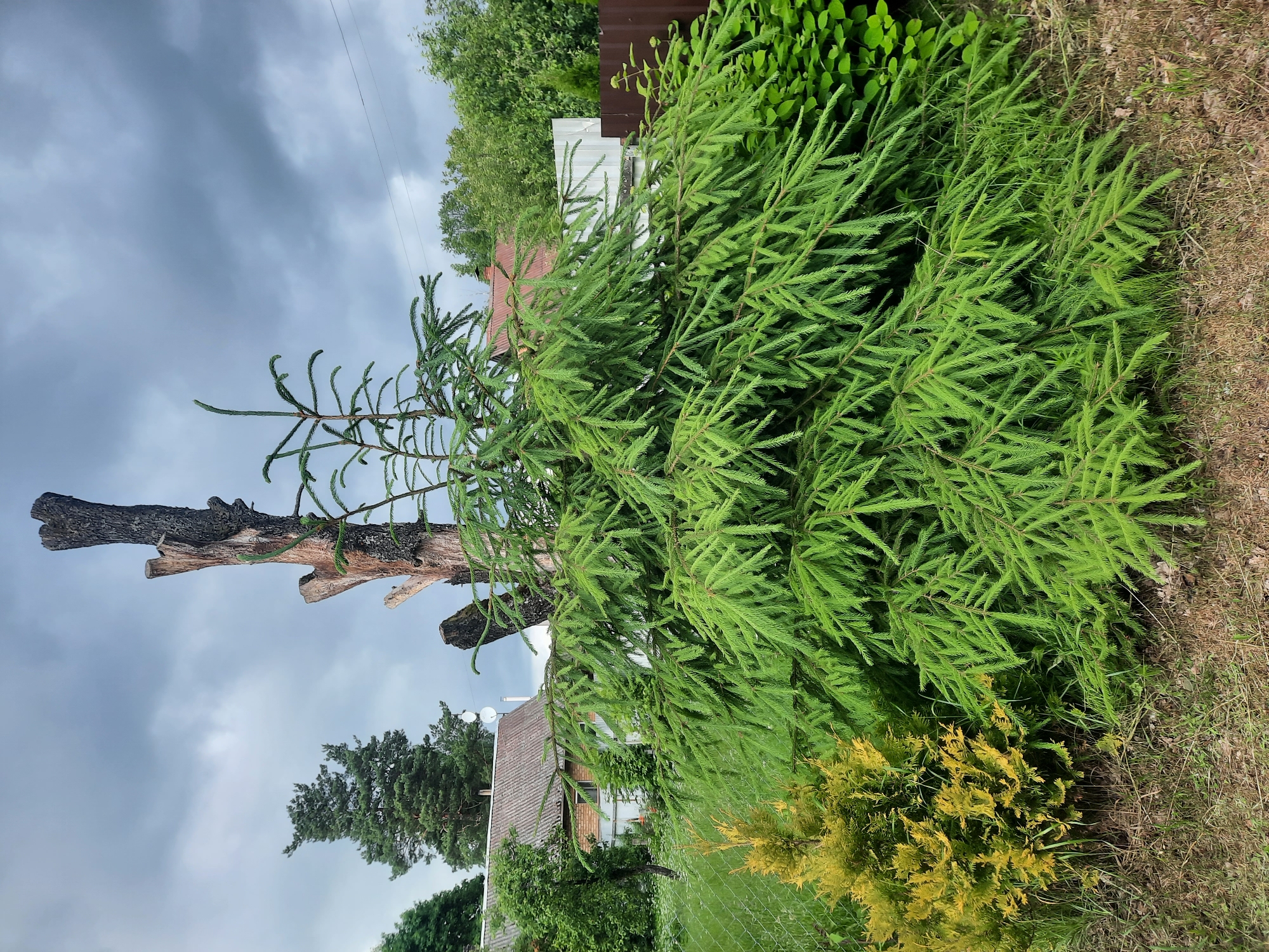 The image captures an outdoor scene in a rural setting, possibly a backyard or garden, in the village of Parechcha, Belarus. The focal point is a large, vibrant green spruce tree in the foreground, its branches dense with needles. To the left of the spruce, a smaller, golden-hued evergreen shrub is visible. Behind the spruce, a stark, dried-out tree trunk stands, its bark textured and weathered, with several broken branches extending upwards. In the background, a traditional house with a grey, corrugated roof and a reddish-brown trim is partially obscured by trees and foliage. A white picket fence and a brown wooden fence demarcate property lines. The sky above is overcast with dramatic, grey clouds, suggesting impending rain. The ground is covered with dry grass and some sparse green vegetation.
