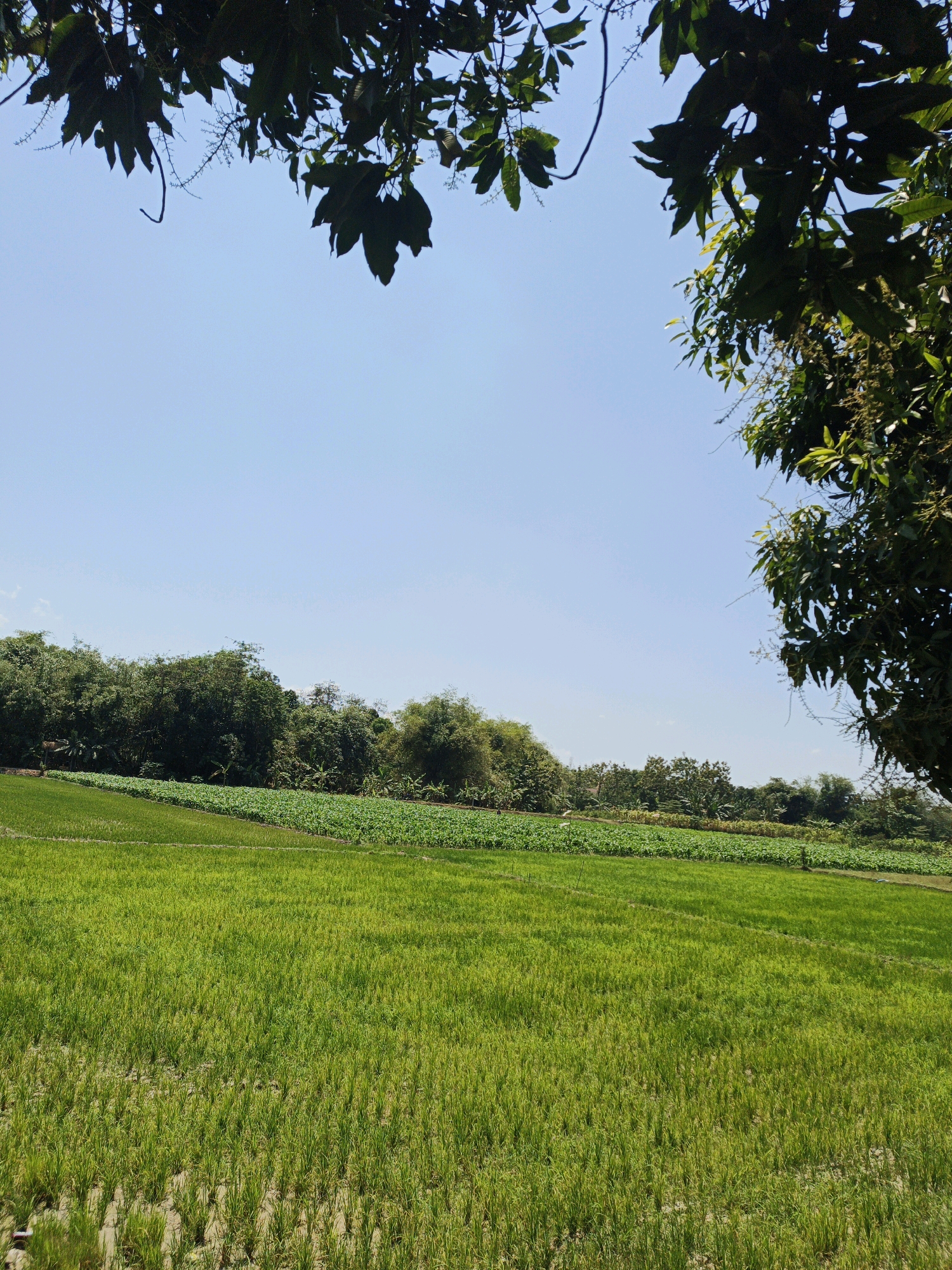 This is a scenic image of a rural landscape in the city of Panggih, Indonesia, under a clear blue sky. In the foreground, a lush green rice paddy field stretches out, its young rice stalks vibrant and dense. Beyond the paddy, a neatly cultivated field of crops, likely vegetables or other agricultural produce, is visible, arranged in orderly rows. These fields are bordered by a dense line of trees, creating a natural barrier and adding depth to the scene. The overall impression is one of agricultural productivity and natural beauty, typical of the Indonesian countryside. The image captures a peaceful and serene moment in a rural setting.