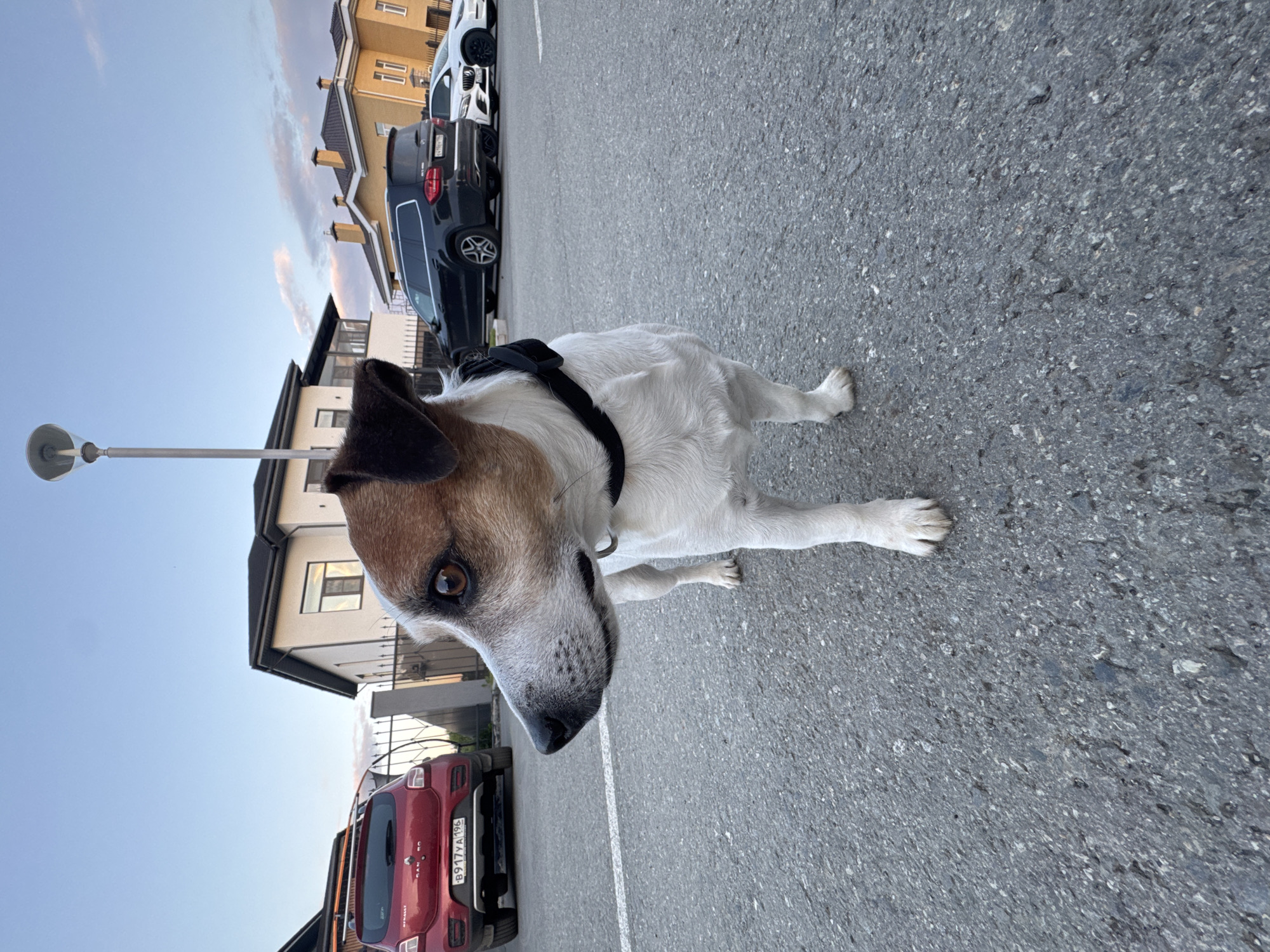 A Jack Russell Terrier dog stands on asphalt, looking to its left. The dog has white fur with brown markings on its head and ears, and a black collar. In the background, several houses and parked cars are visible. A red Renault Sandero is parked on the left, with the license plate B917YA 196. Further back, a black Mercedes-Benz SUV and a white Tesla are parked. The scene appears to be a residential street or parking lot in Yekaterinburg, Russia, likely in the evening, given the soft lighting.