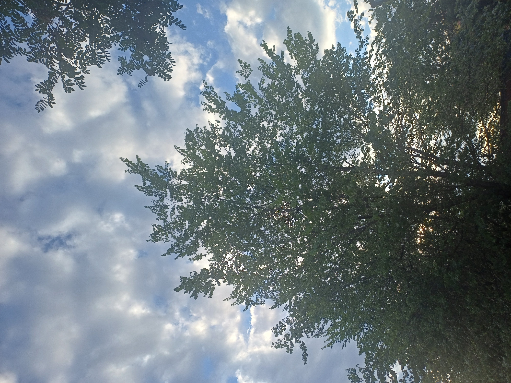 The image shows a view of the sky with clouds, partially obscured by the lush green foliage of a tree. The tree's branches and leaves are silhouetted against the bright sky, with sunlight filtering through the canopy. The sky is a mix of blue and white, with fluffy clouds that suggest fair weather. In the upper right and upper left corners, the dark silhouettes of other trees or branches are visible against the sky. The overall impression is of a natural scene, likely in a park or a residential area with mature trees. The location is specified as Novosibirsk, Russia, but there are no specific landmarks or identifiers in the image to confirm this. The image is a still photograph with no visible people or active events.
