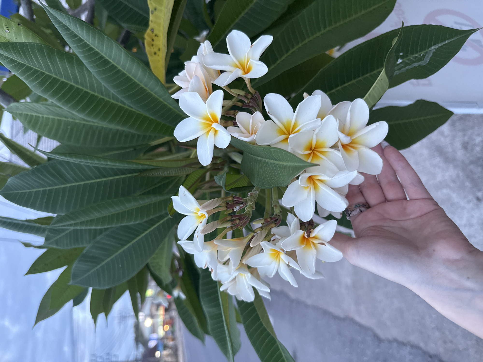 A high-angle shot depicts a cluster of white and yellow plumeria flowers. The blooms are surrounded by long, green leaves with prominent veins. A fair-skinned human hand with a ring is visible touching some of the flowers. The background includes blurred elements of an urban scene, with lights suggestive of traffic. This is located in Baan Lamai, Thailand.