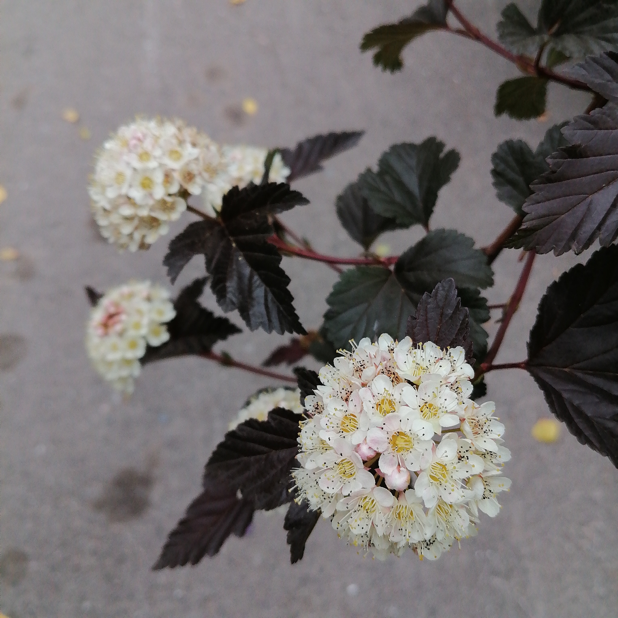 The image shows a branch of a plant with white flowers and dark, purplish leaves. The flowers are clustered together in a spherical shape and have many small petals and yellow stamens. The leaves are ovate with serrated edges and are a deep, rich color. The plant is set against a blurred background of gray asphalt, with a few yellow specks that could be fallen leaves or debris. The lighting suggests an outdoor setting, possibly in a park or on a street. No people or specific city landmarks are visible, so the location of Trubacheyevka, Russia cannot be confirmed from the image alone.