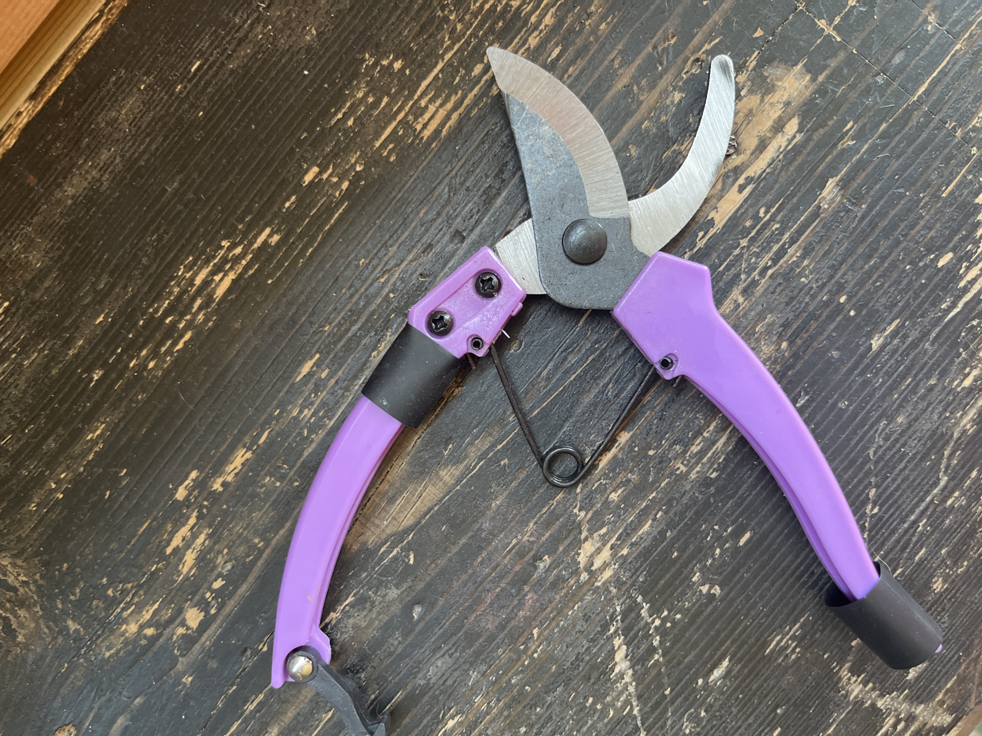 A pair of purple-handled pruning shears rests diagonally on a dark, distressed wooden surface. The shears are open, with the metal blades facing upwards and to the right. A black spring is visible between the handles. The wooden surface has a rough texture with visible grain and areas where the dark finish is worn away, revealing lighter wood underneath. The image is well-lit, with shadows cast by the shears. There are no people visible in the image, and no indication of the location in Saratov, Russia.