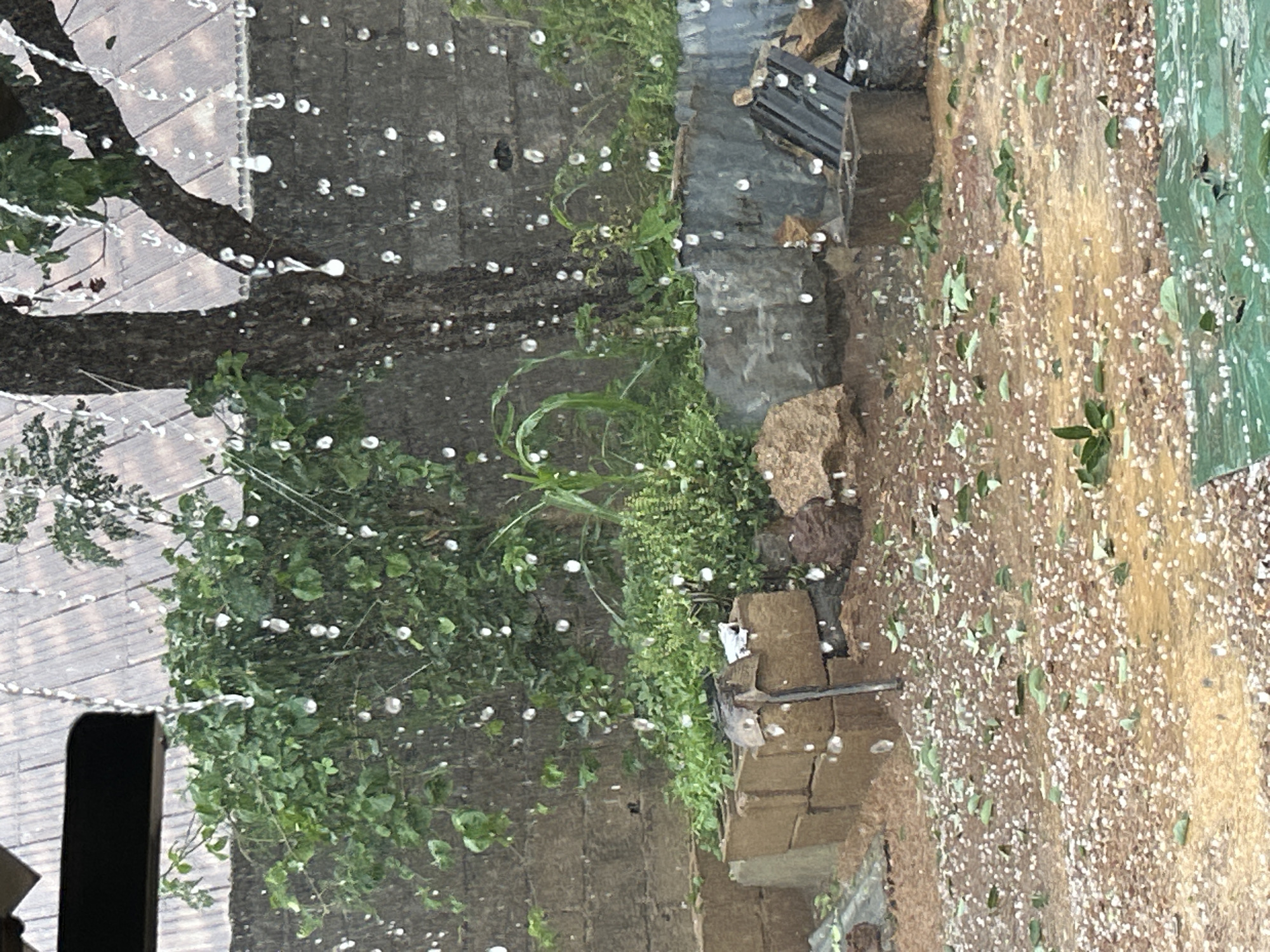 The image depicts a severe hailstorm in an outdoor setting, likely a yard or garden in Jos, Nigeria. Numerous small hailstones are visible falling from the sky and covering the ground, plants, and structures. Vegetation, including trees and bushes, are present. A brick wall and corrugated metal sheets are observed as background elements. The ground appears to be partially covered in water and hailstones, with some leaves scattered across the surface.