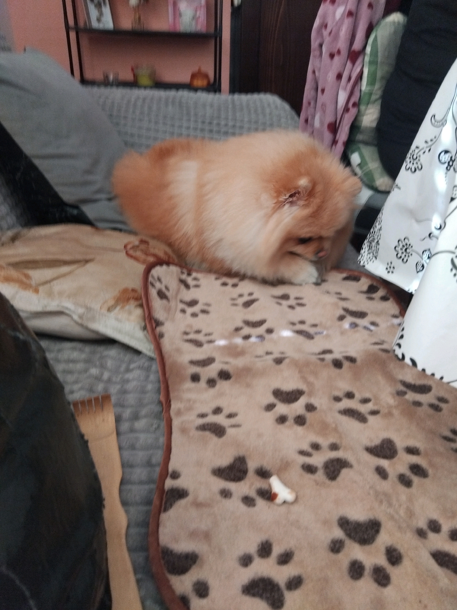 A fluffy, light brown Pomeranian dog is curled up on a couch. The dog is resting its head on a brown blanket adorned with a pattern of dark paw prints. To the left of the dog, a patterned pillow with floral motifs is visible. In the background, a black shelf unit displays various items, including books, decorative objects, and what appears to be a small decorative pumpkin. A pink blanket with heart patterns hangs from the right side of the image. The scene is set indoors, likely in a living room. There is no indication of the city of Apriltsi, Bulgaria within the image itself.
